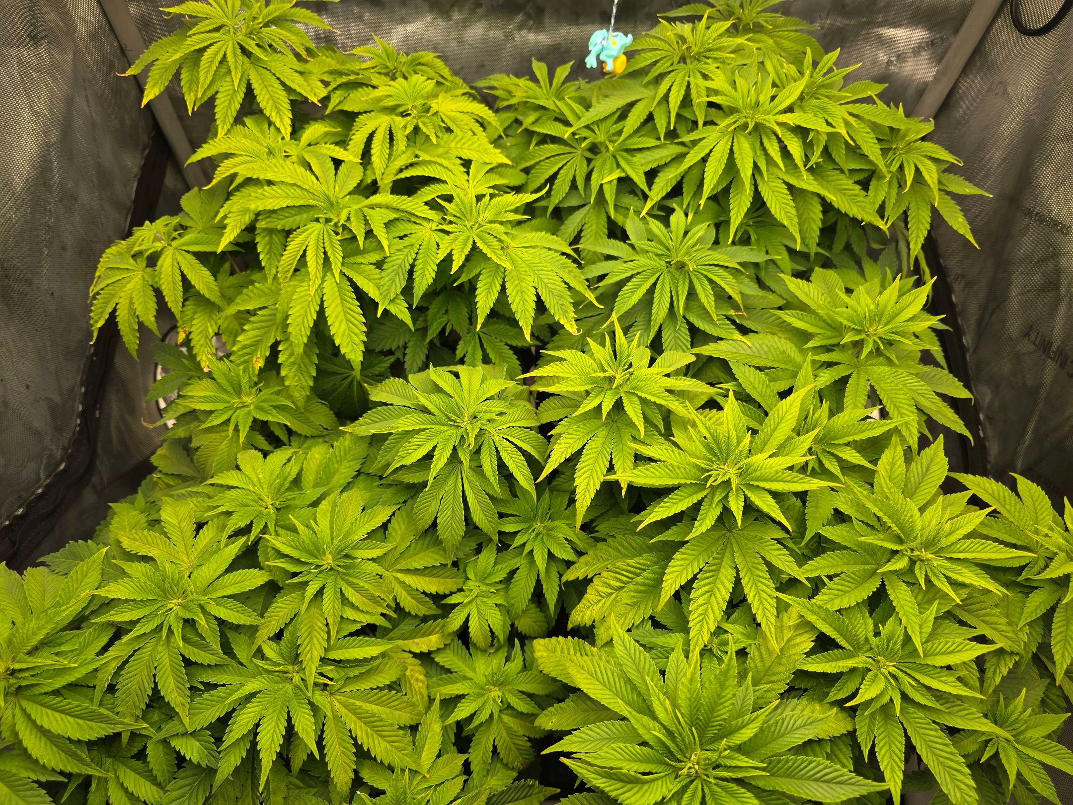 White Widow growlog photo 140