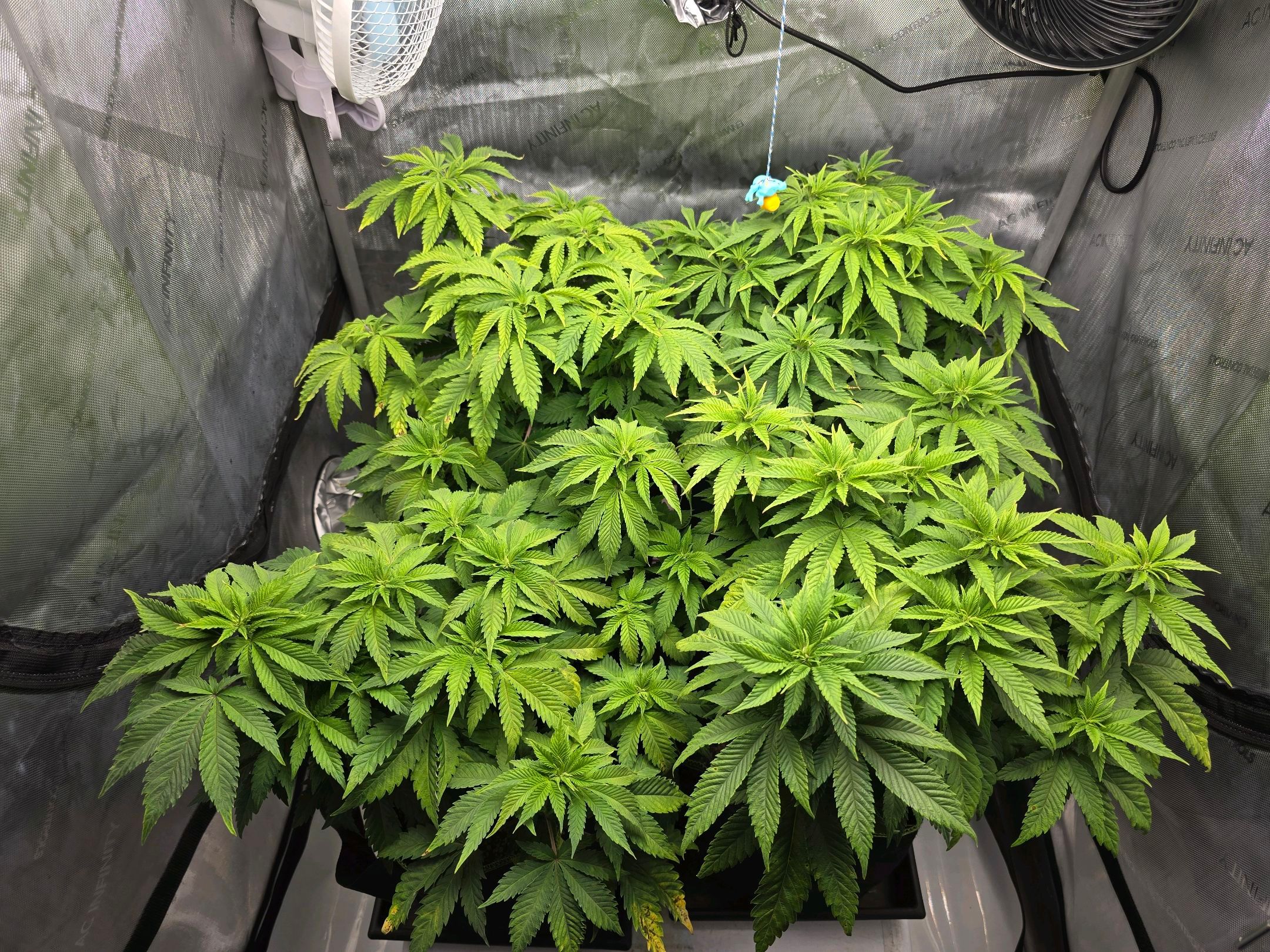 White Widow growlog photo 143