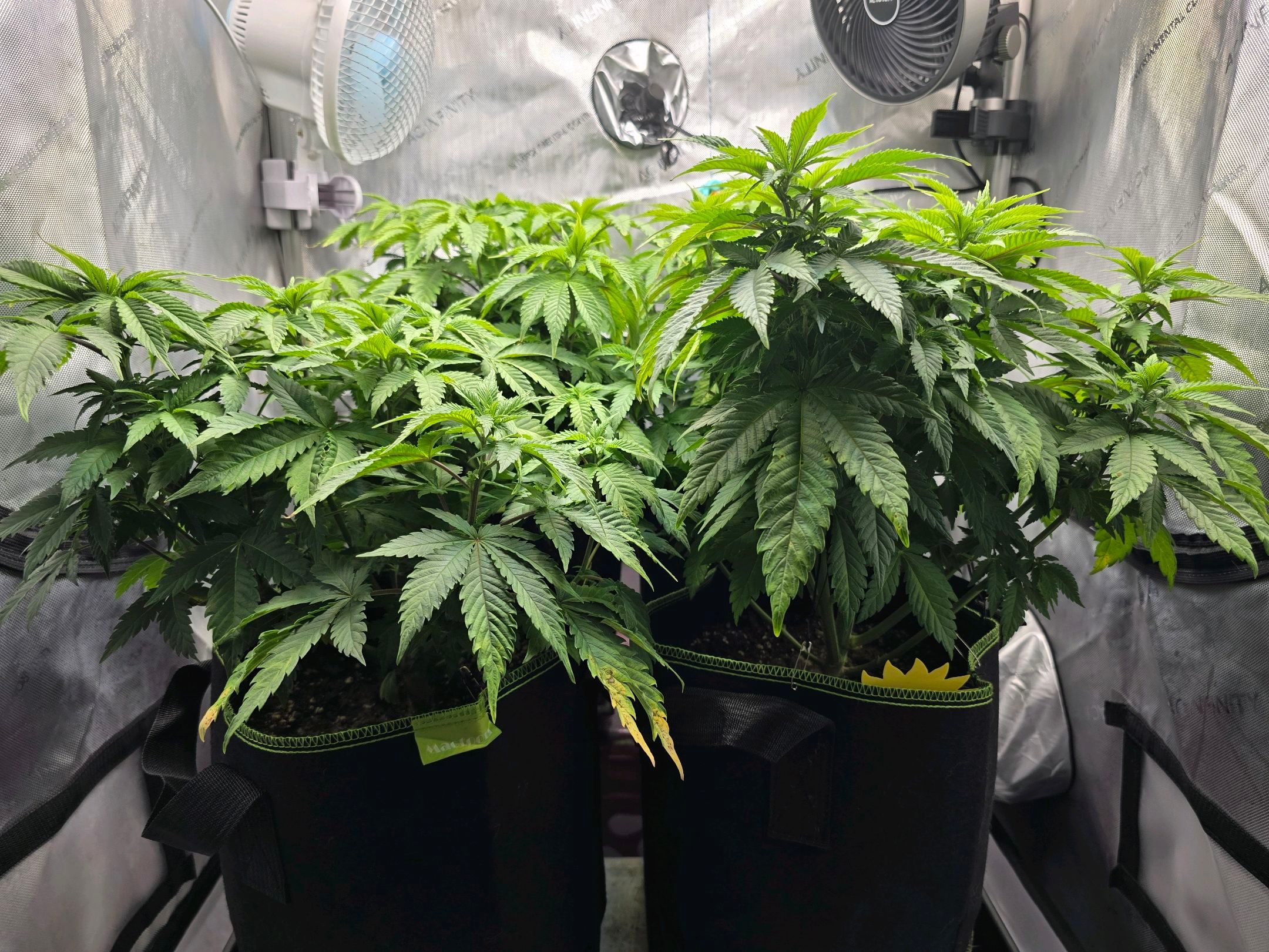 White Widow growlog photo 144