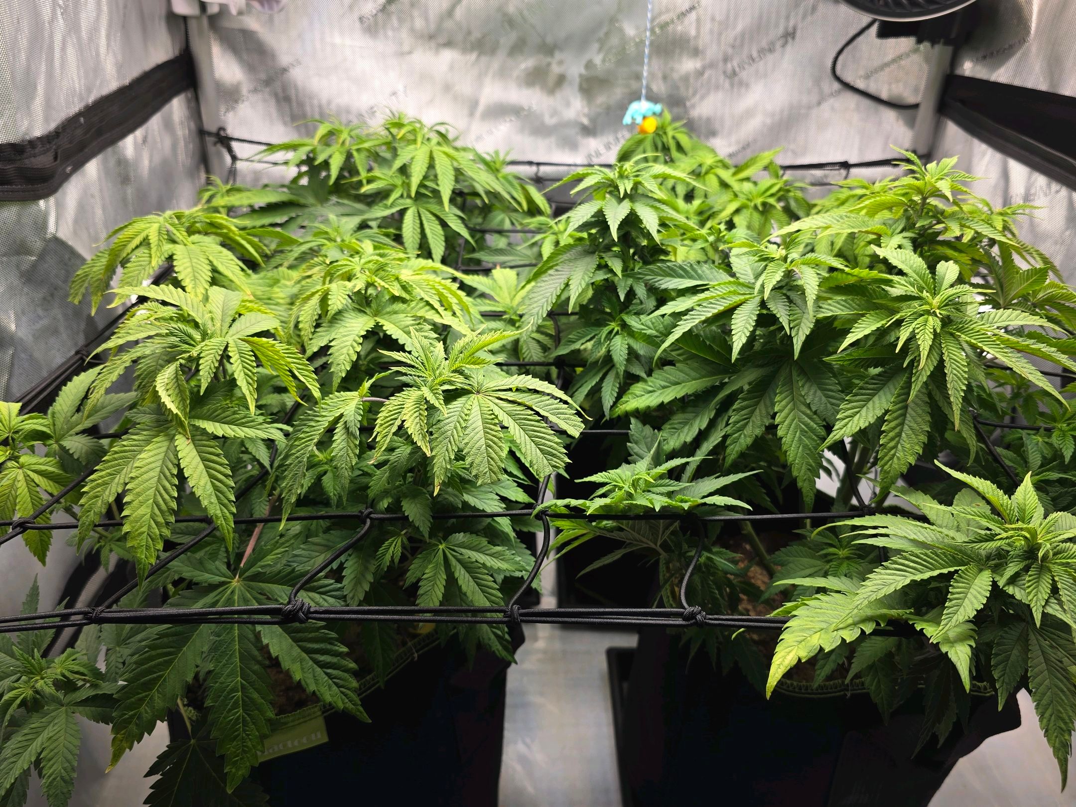 White Widow growlog photo 139