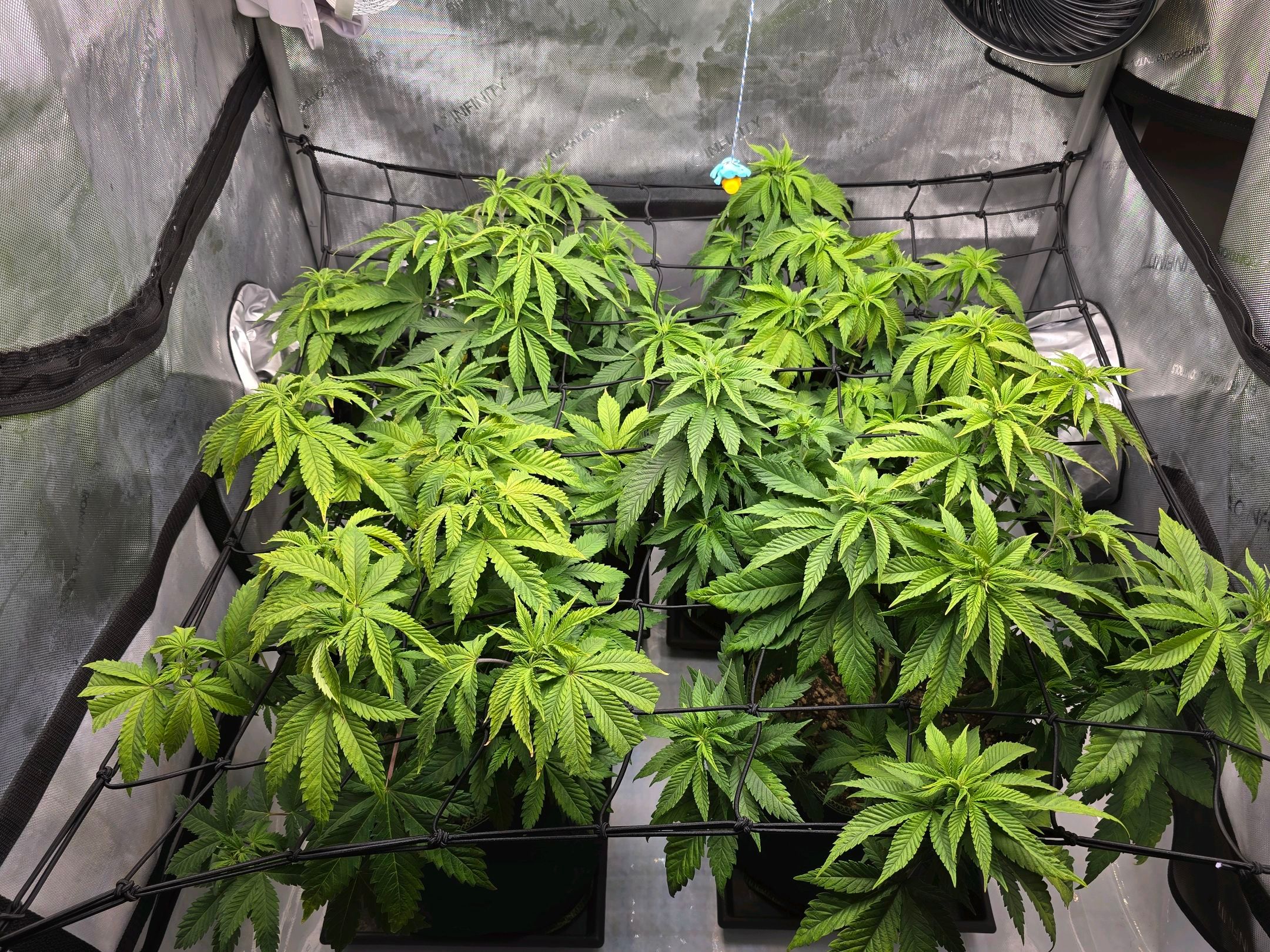 White Widow growlog photo 141