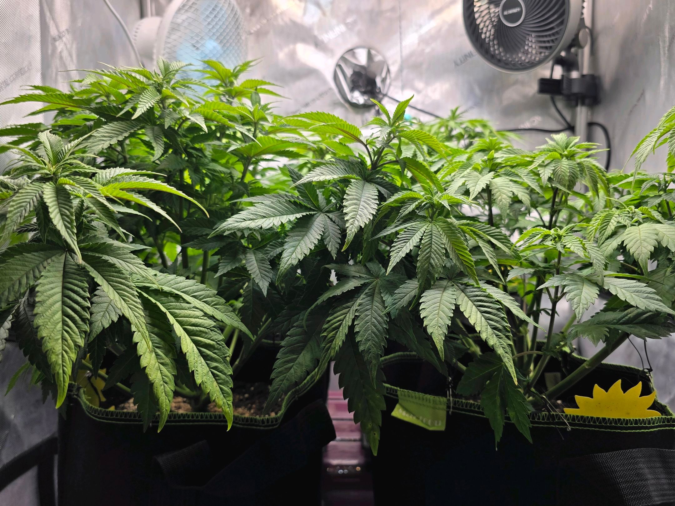 White Widow growlog photo 142