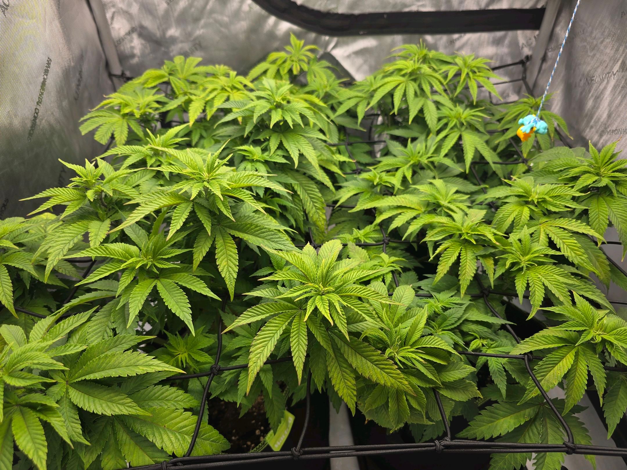 White Widow growlog photo 145