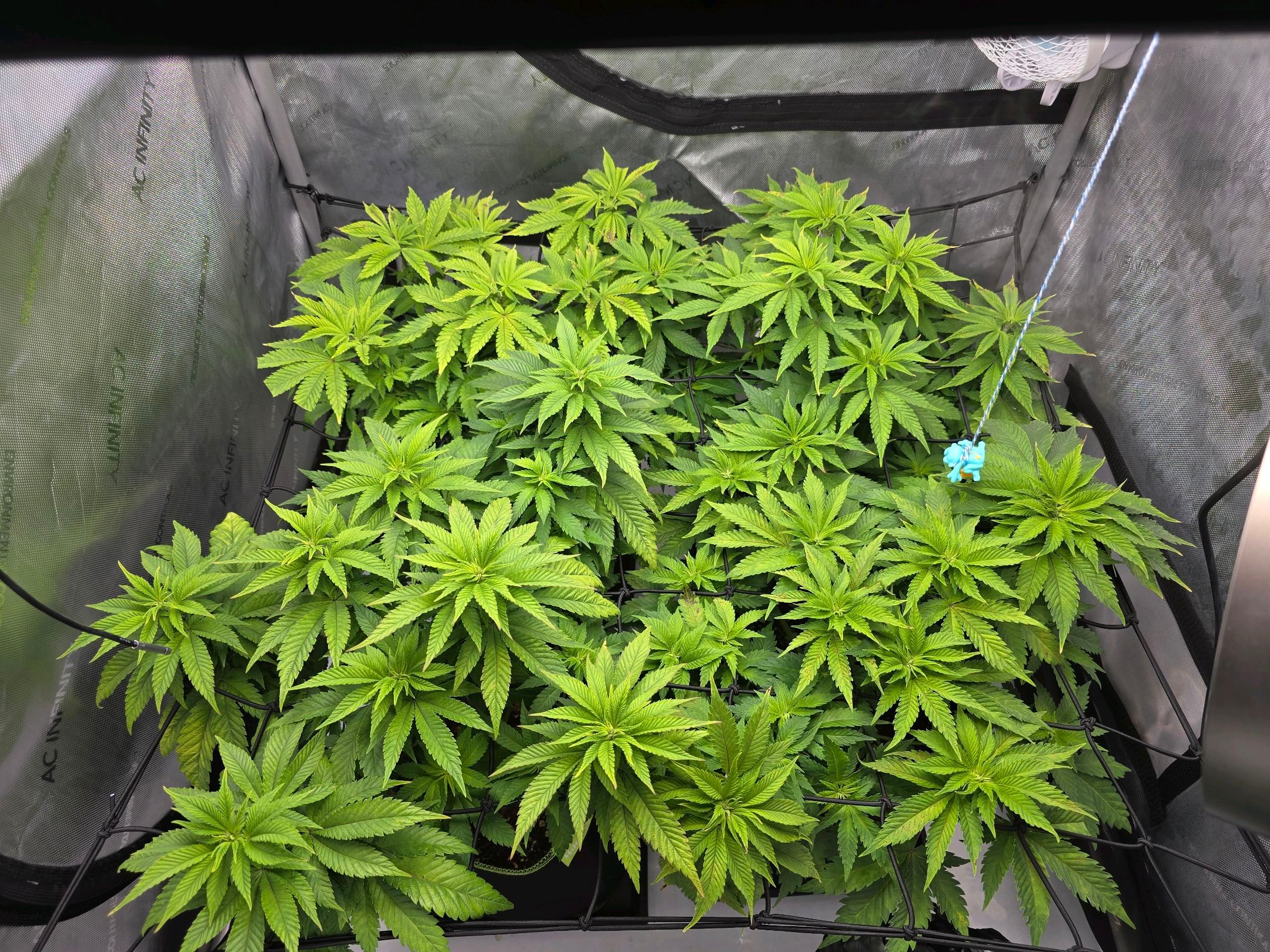 White Widow growlog photo 147