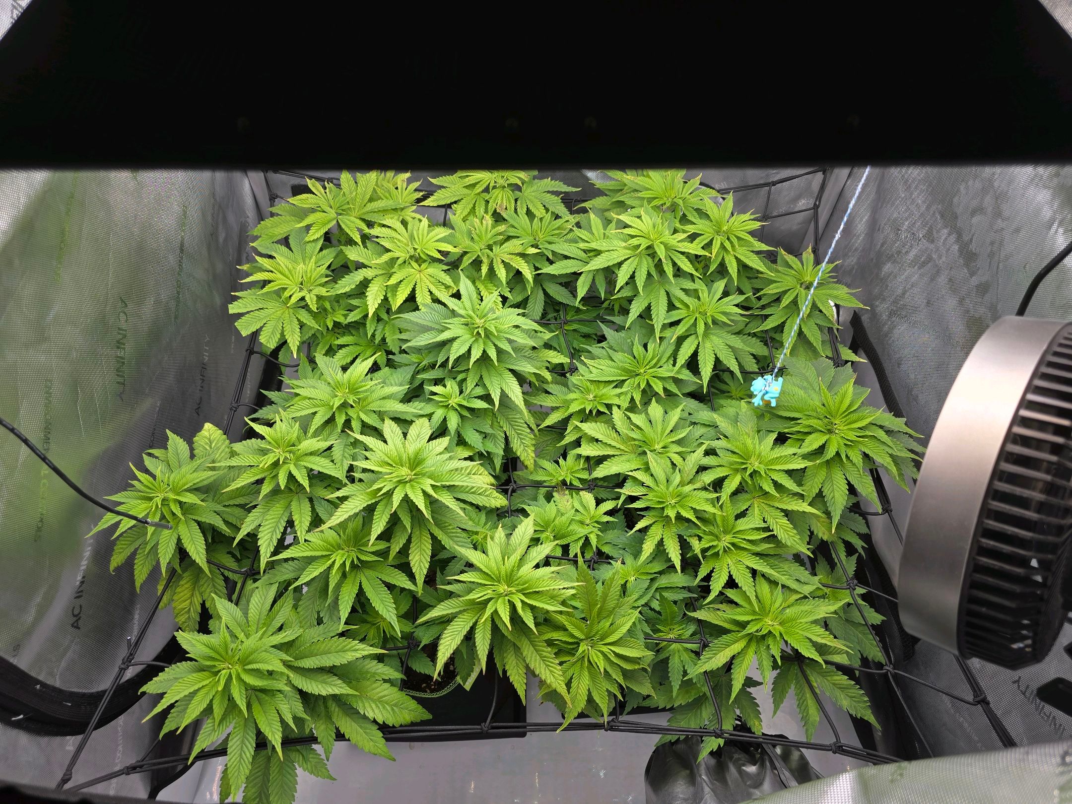 White Widow growlog photo 148