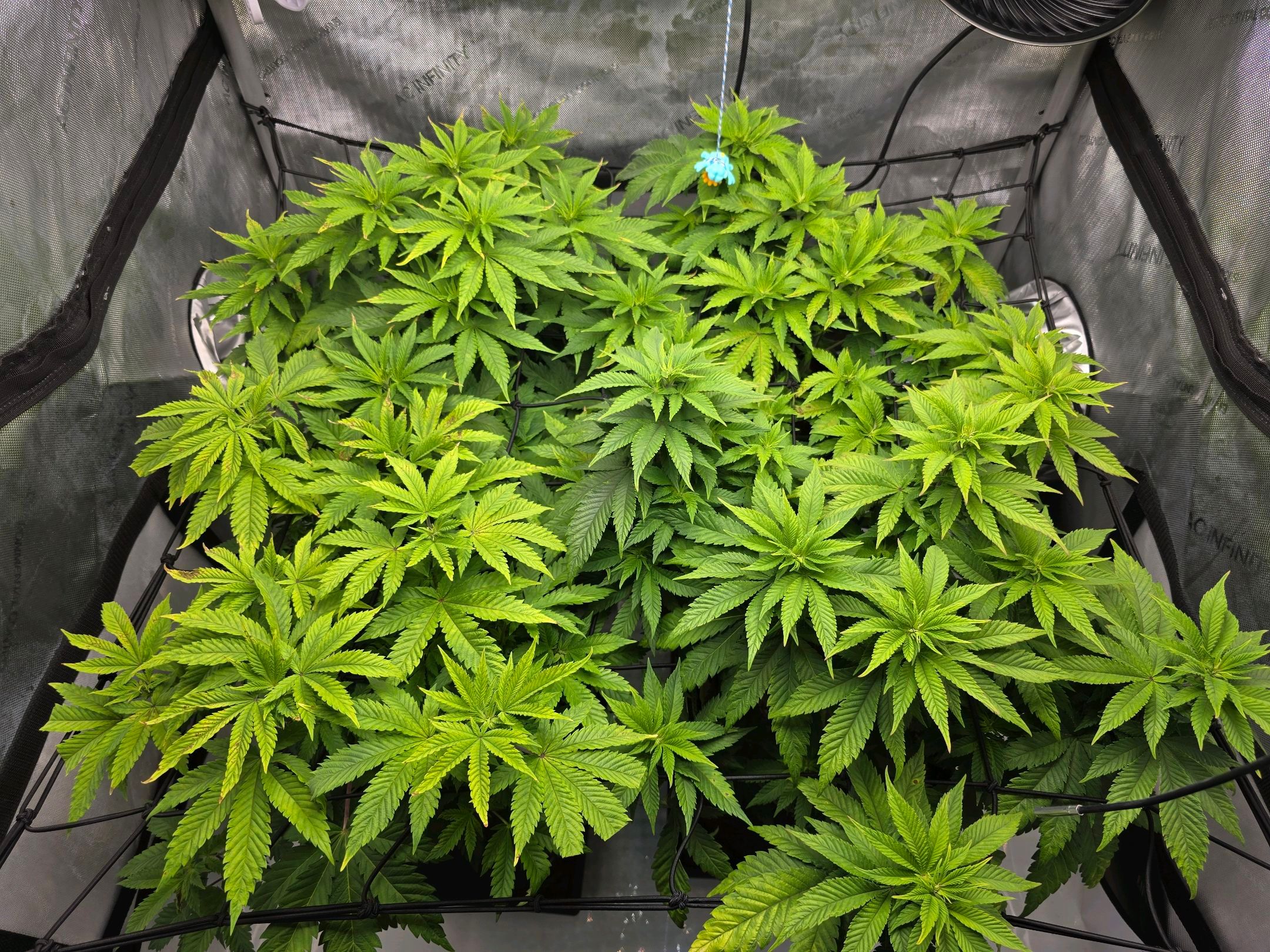 White Widow growlog photo 150