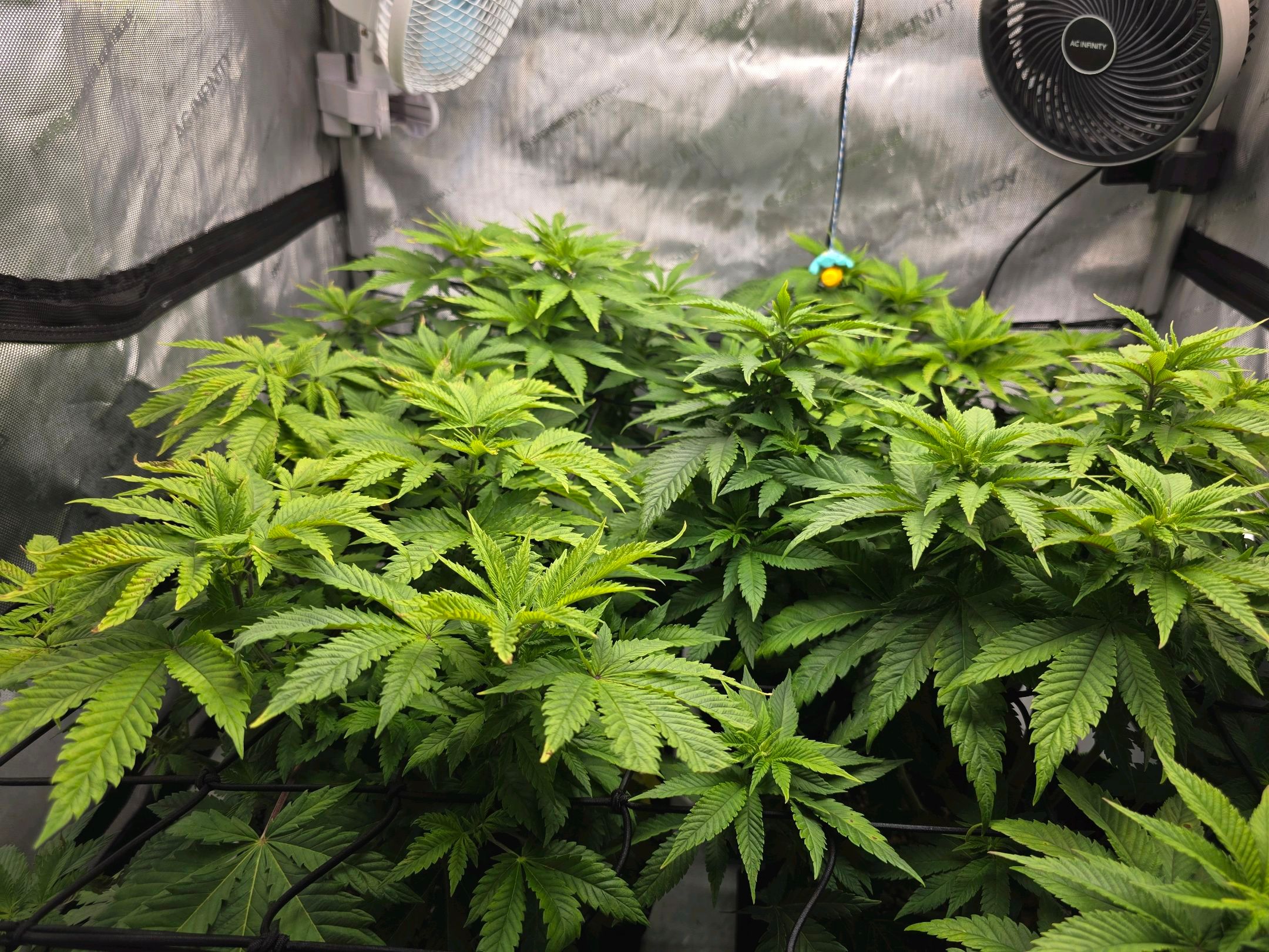 White Widow growlog photo 149