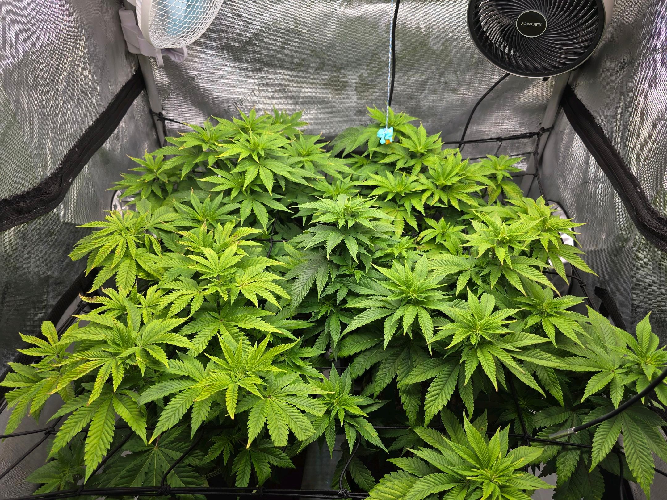 White Widow growlog photo 151