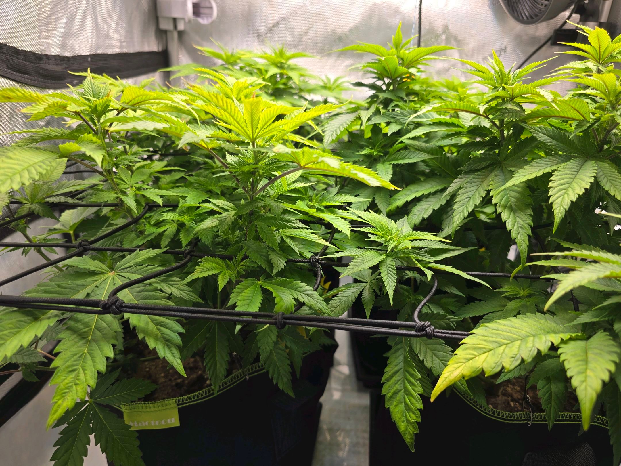 White Widow growlog photo 152