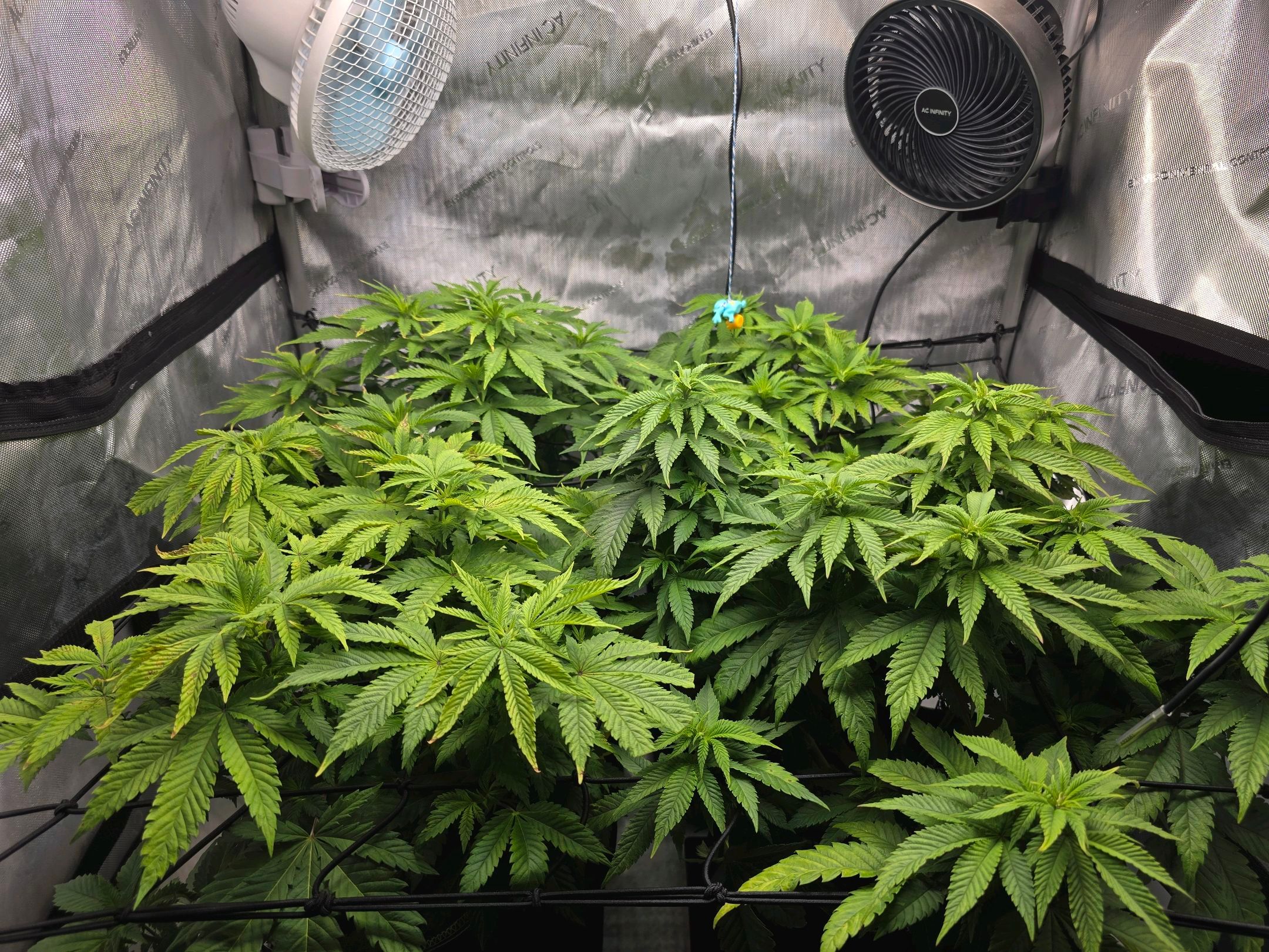 White Widow growlog photo 155