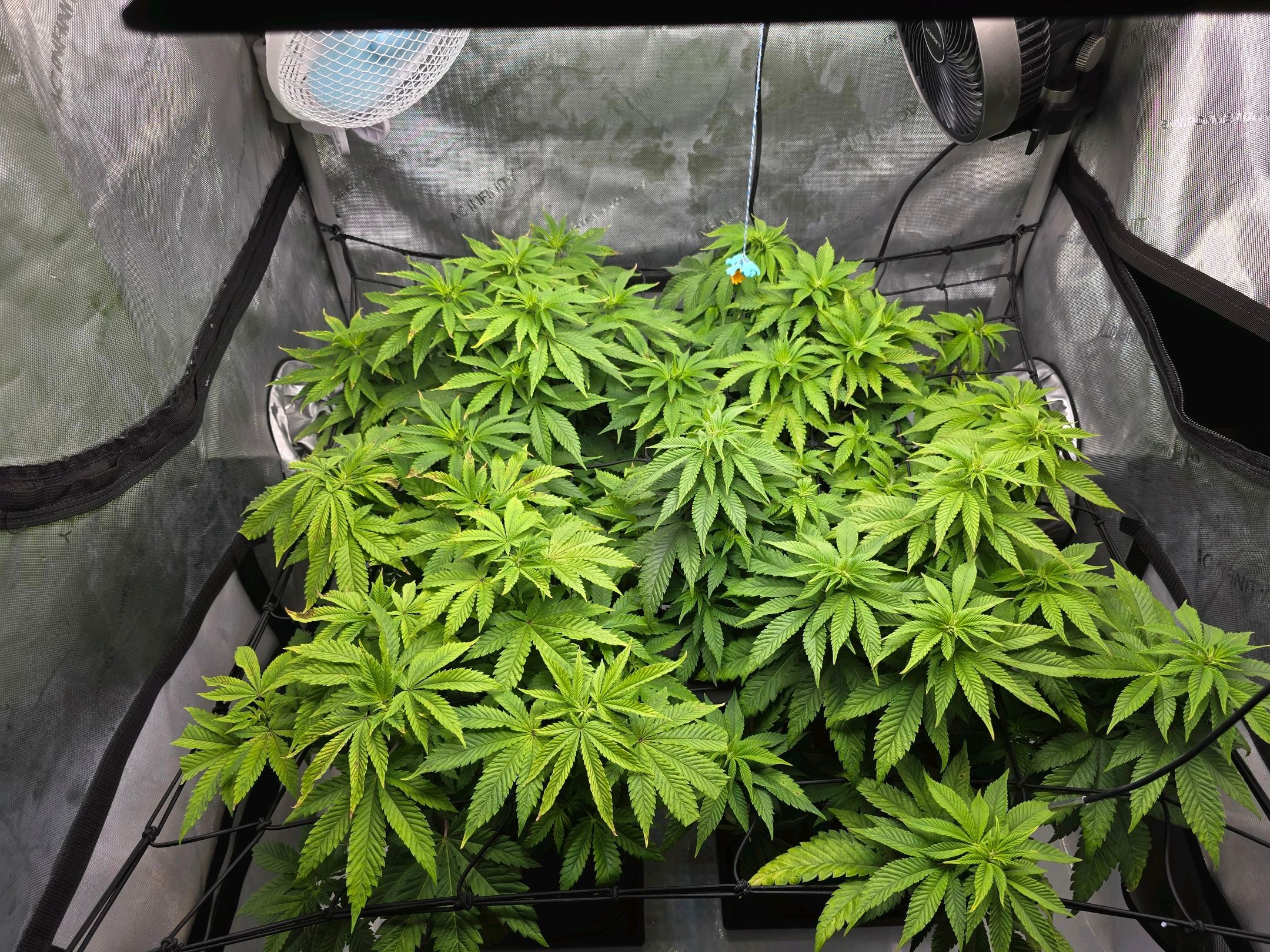 White Widow growlog photo 157