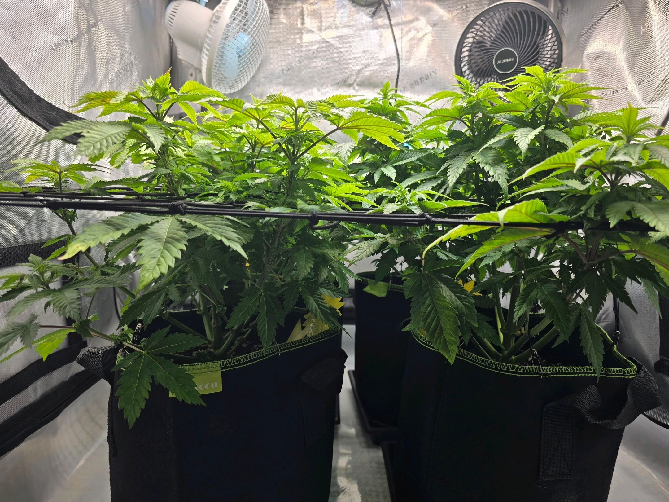 White Widow growlog photo 158