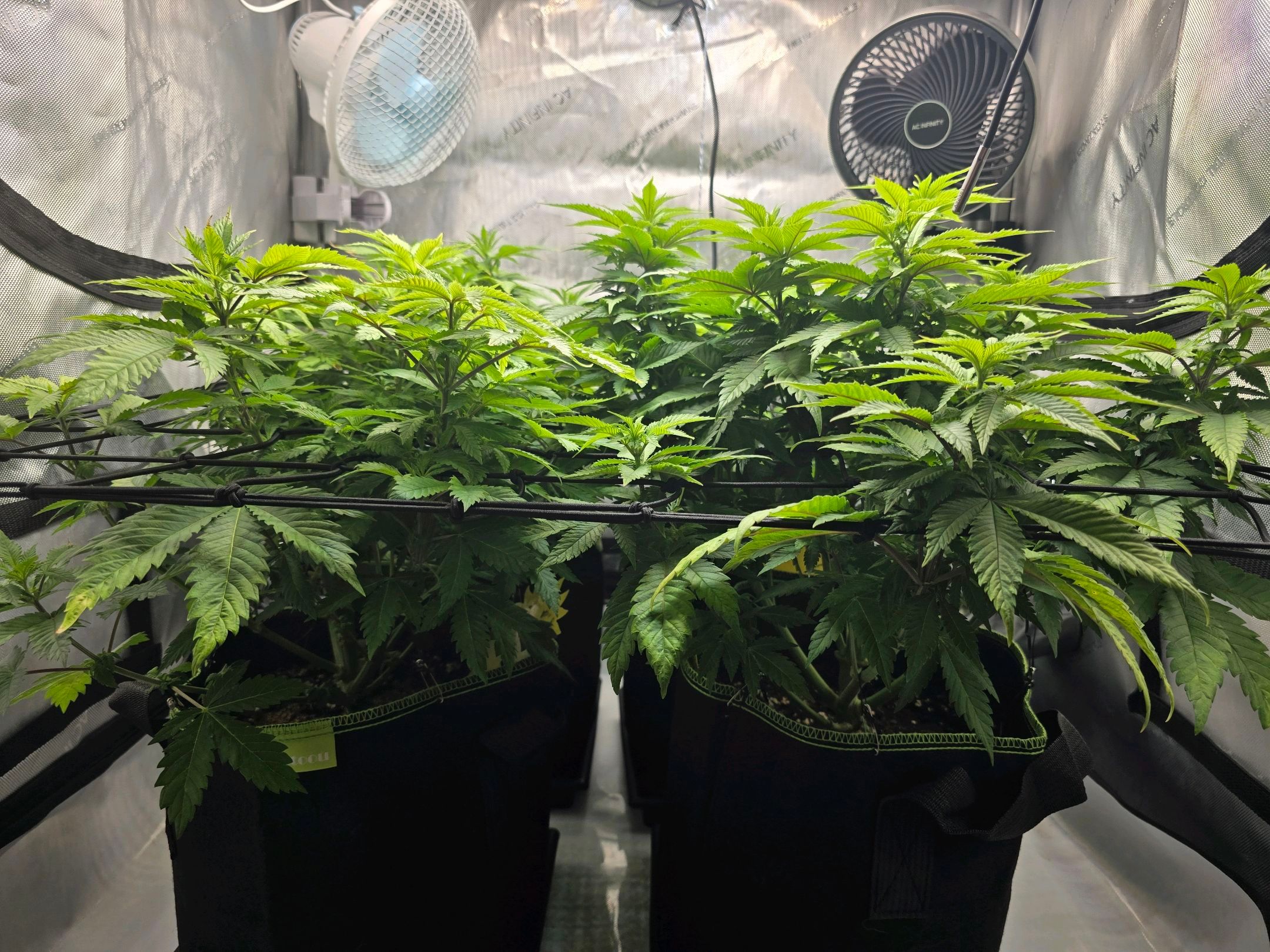 White Widow growlog photo 156