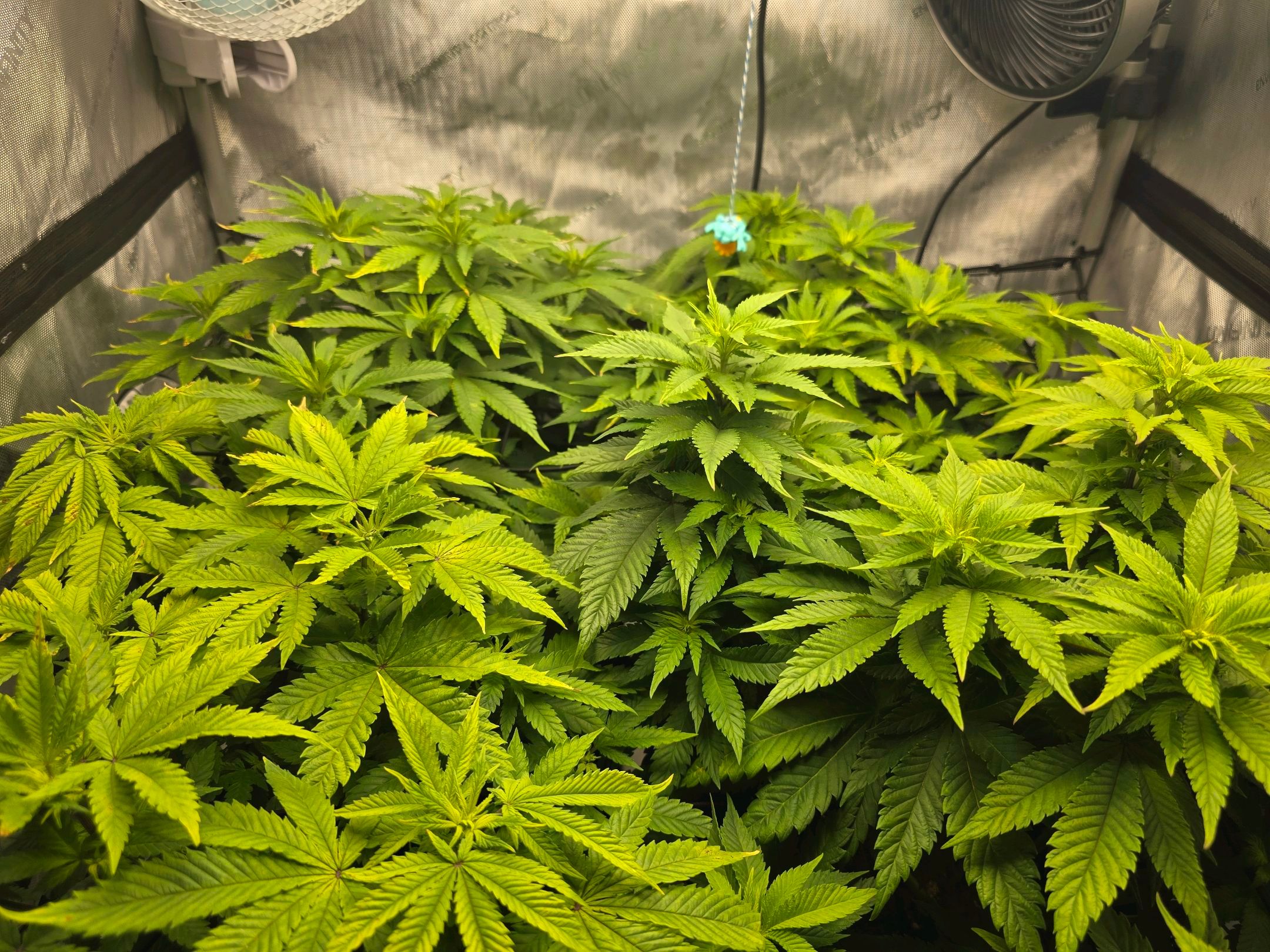 White Widow growlog photo 153