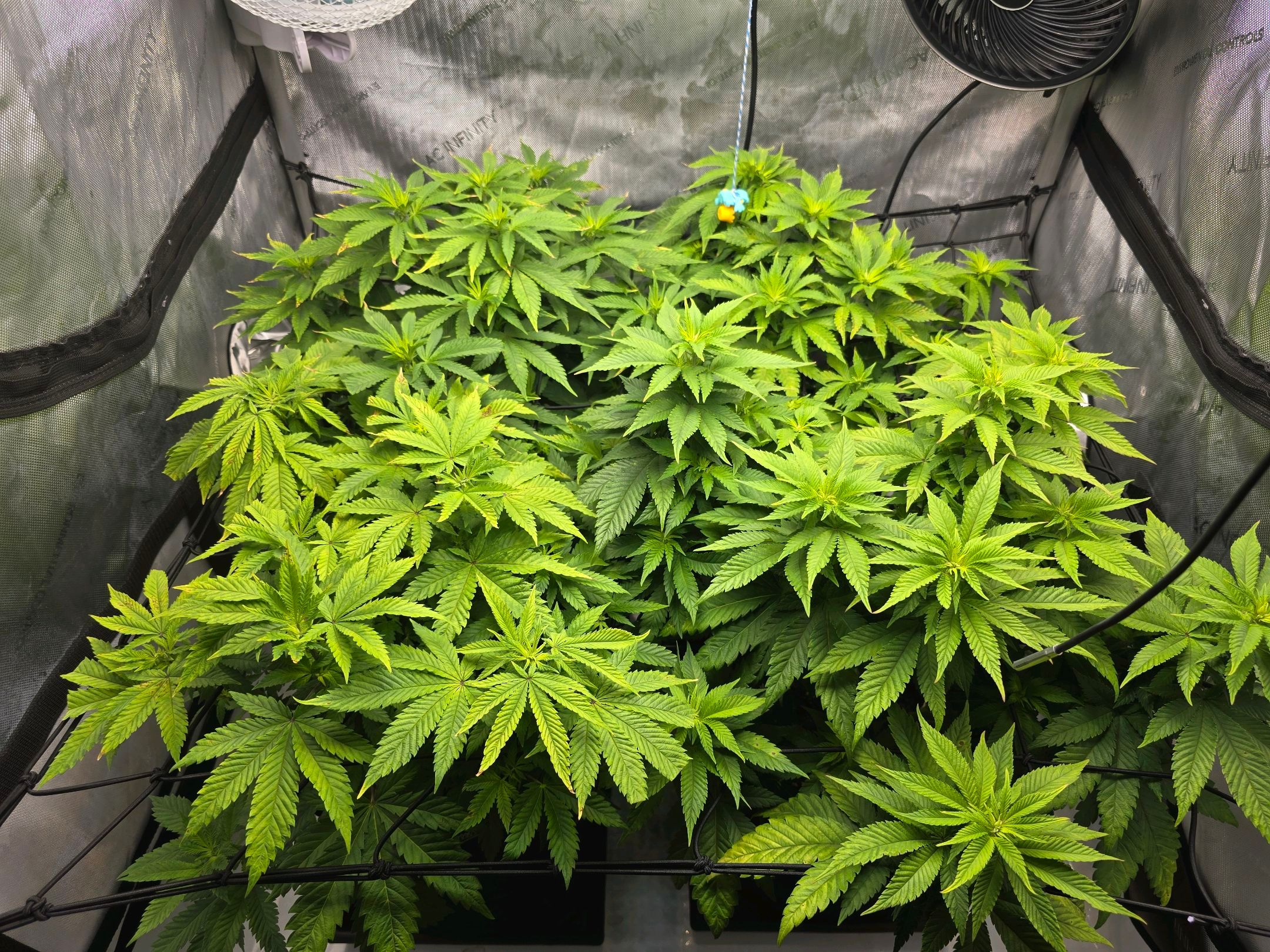 White Widow growlog photo 154