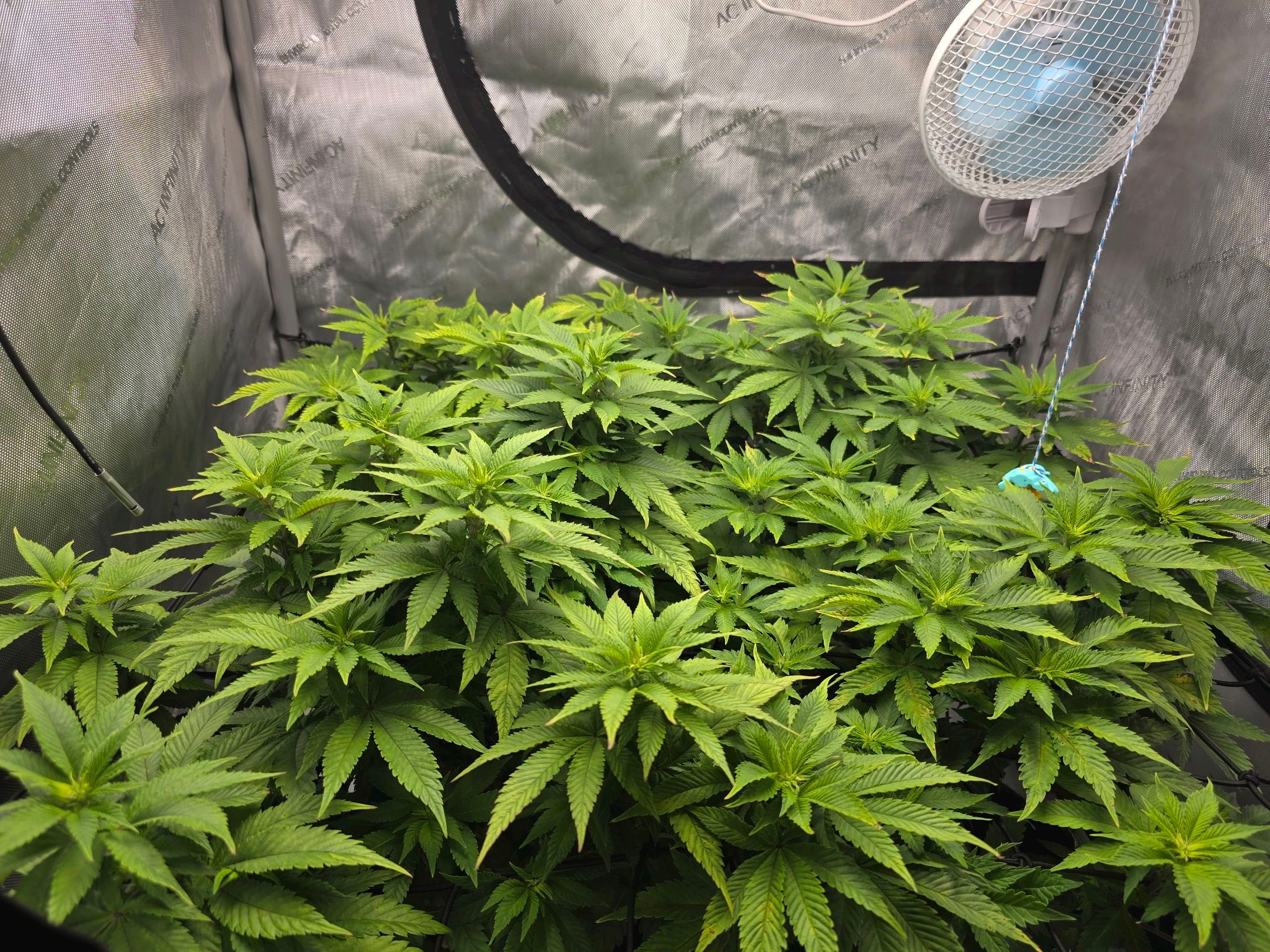 White Widow growlog photo 162