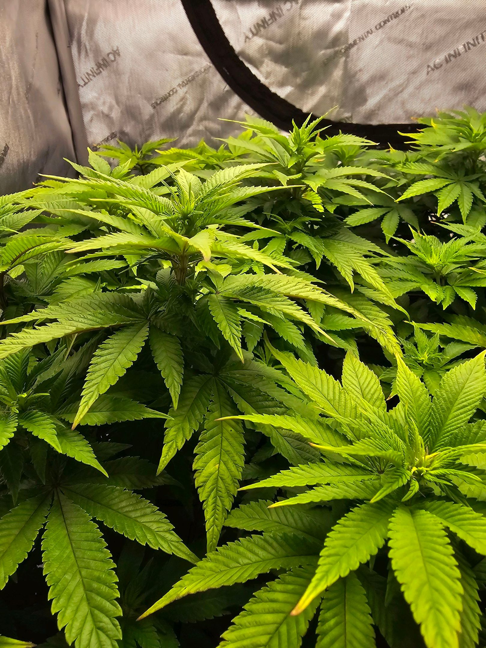 White Widow growlog photo 160