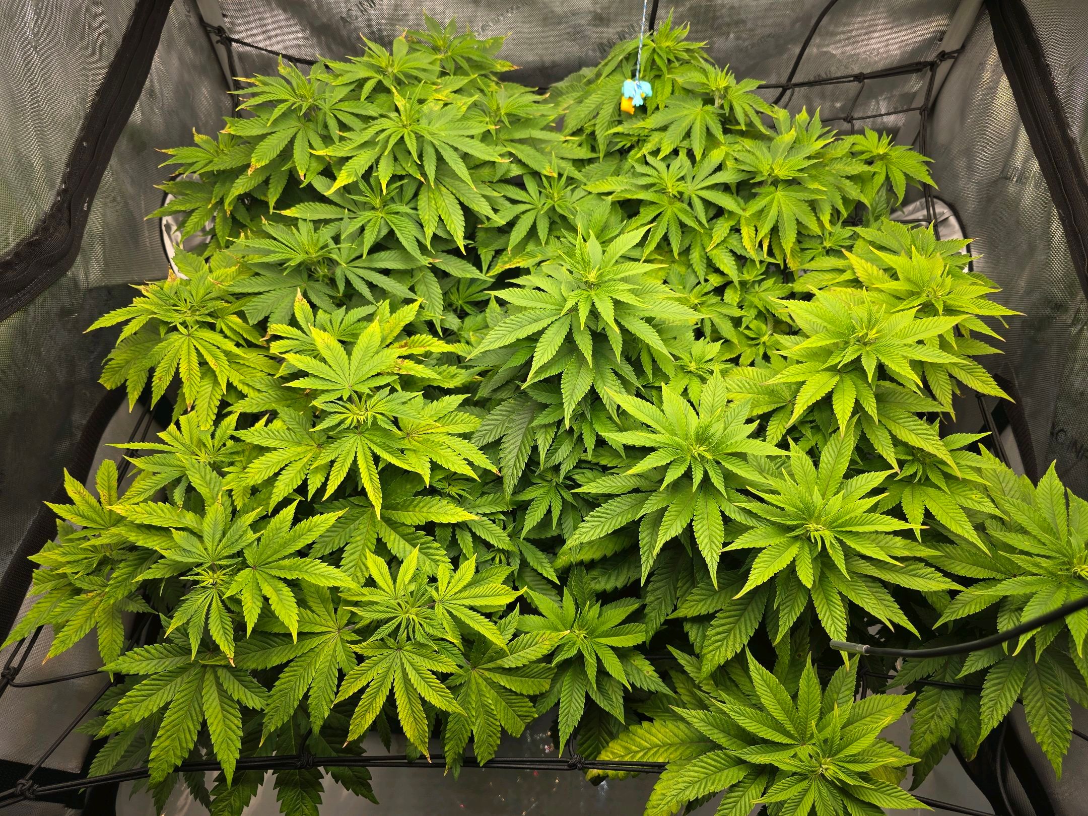 White Widow growlog photo 159