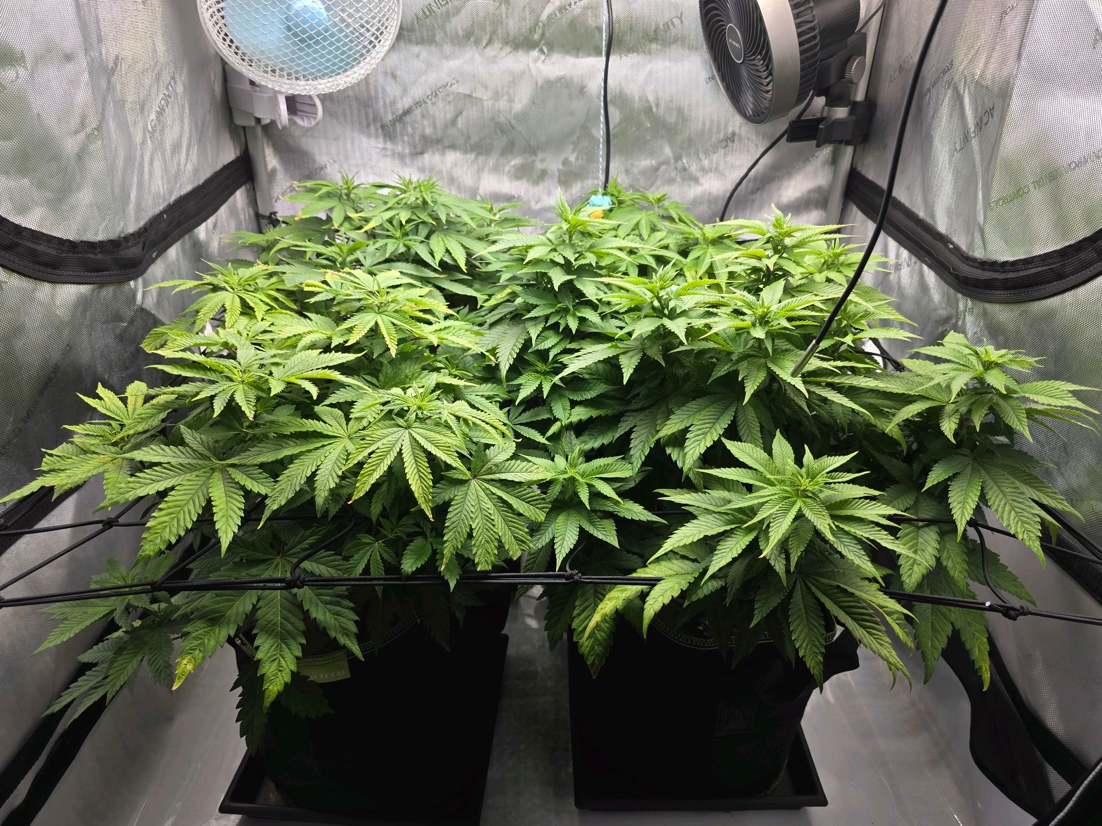 White Widow growlog photo 161