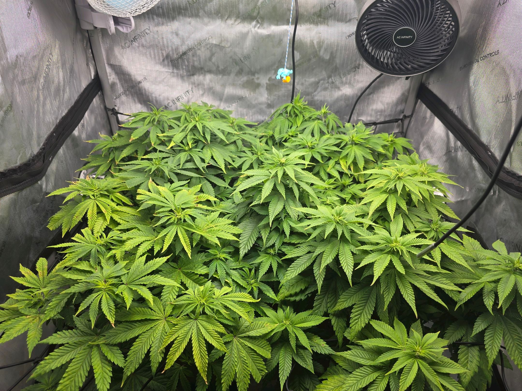 White Widow growlog photo 163