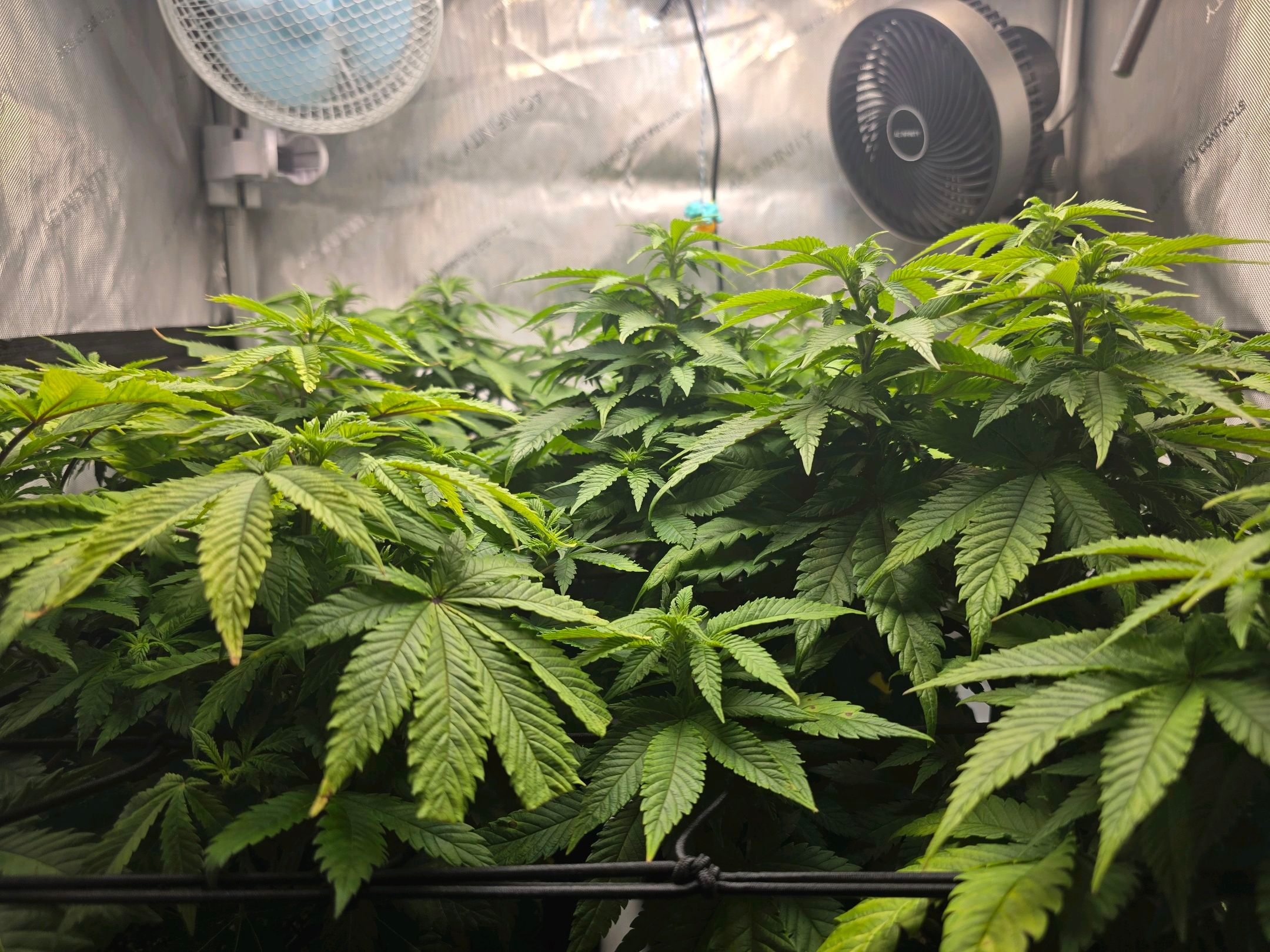 White Widow growlog photo 164