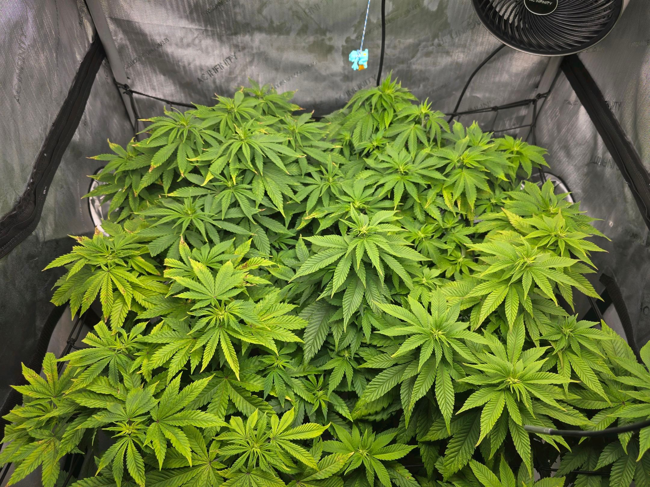 White Widow growlog photo 165