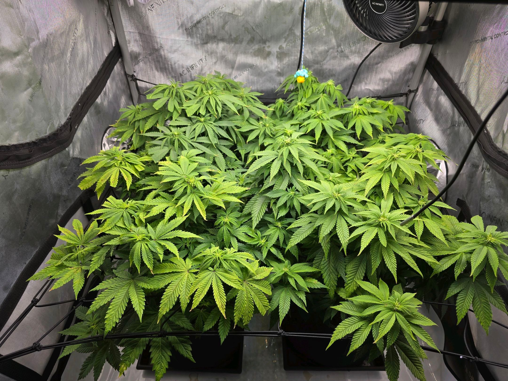 White Widow growlog photo 167