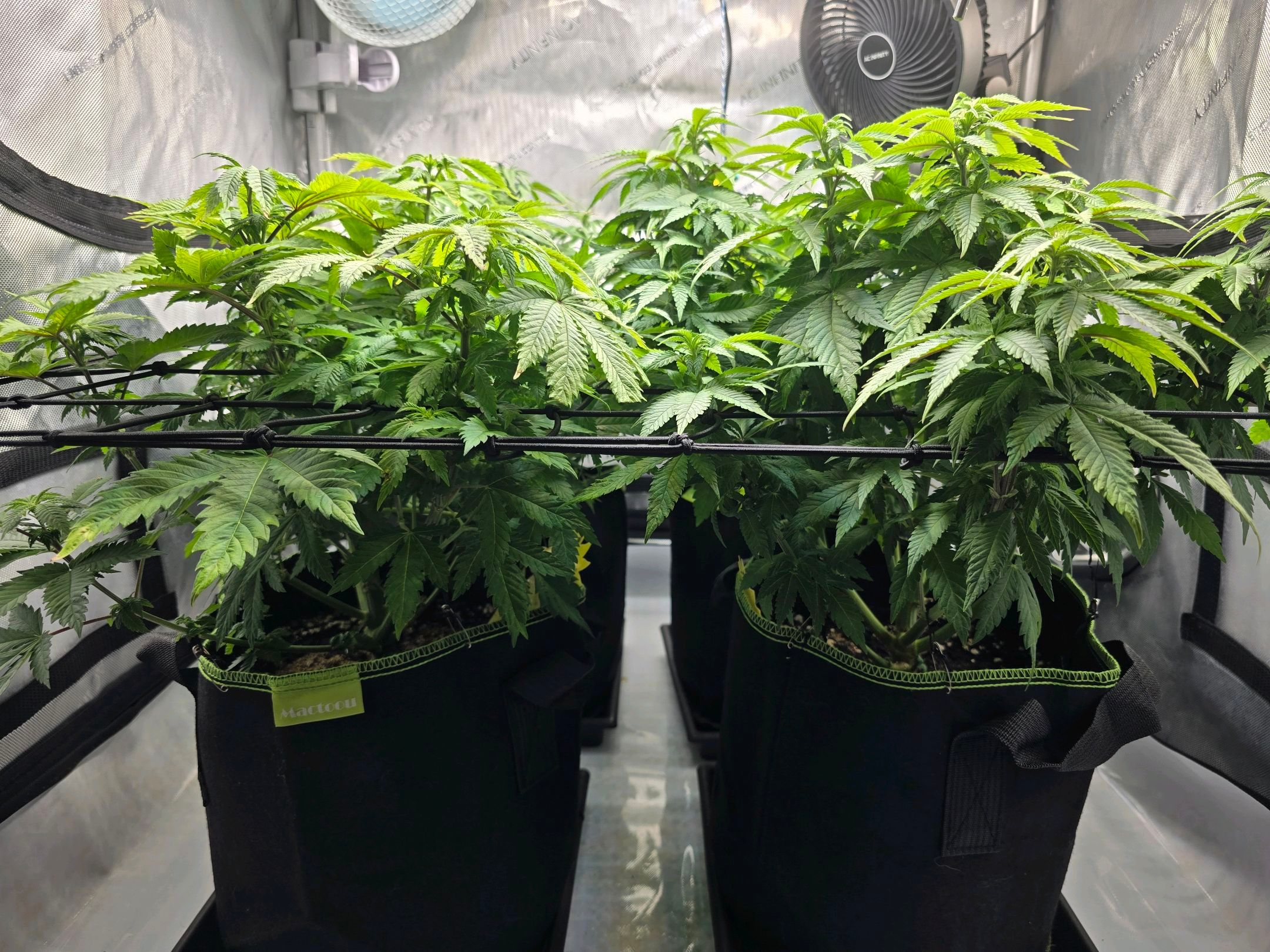 White Widow growlog photo 168