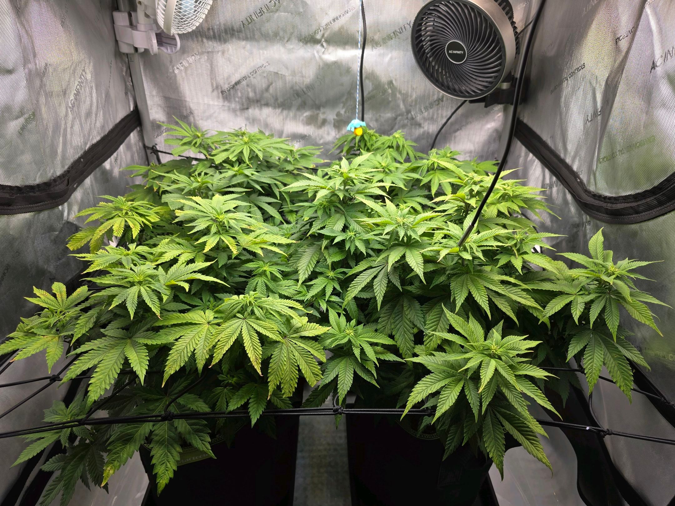 White Widow growlog photo 169