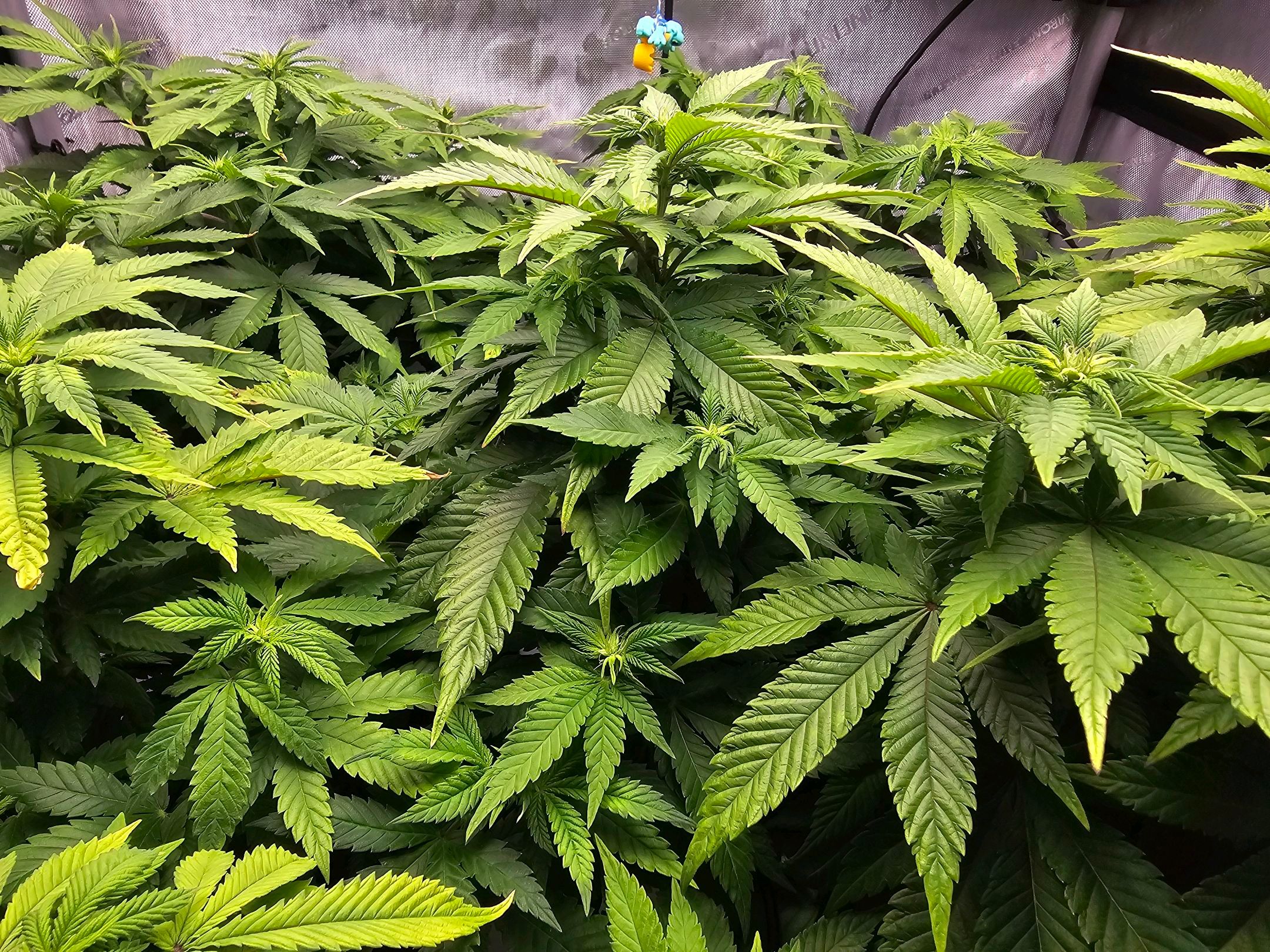 White Widow growlog photo 170