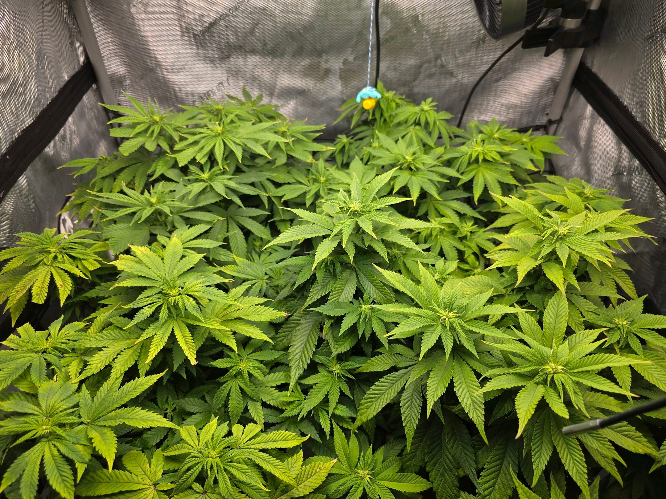 White Widow growlog photo 171