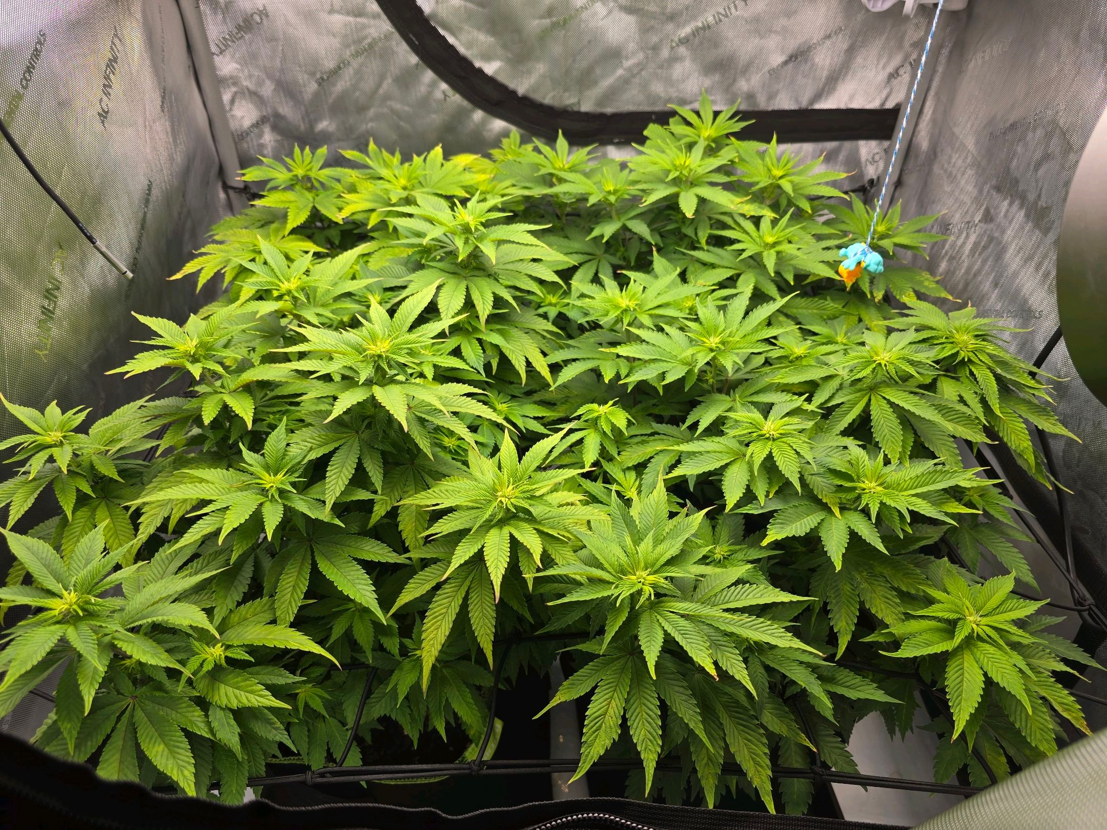 White Widow growlog photo 172