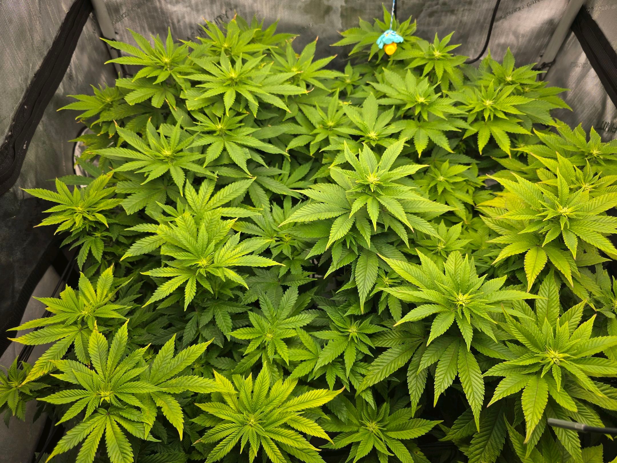 White Widow growlog photo 173