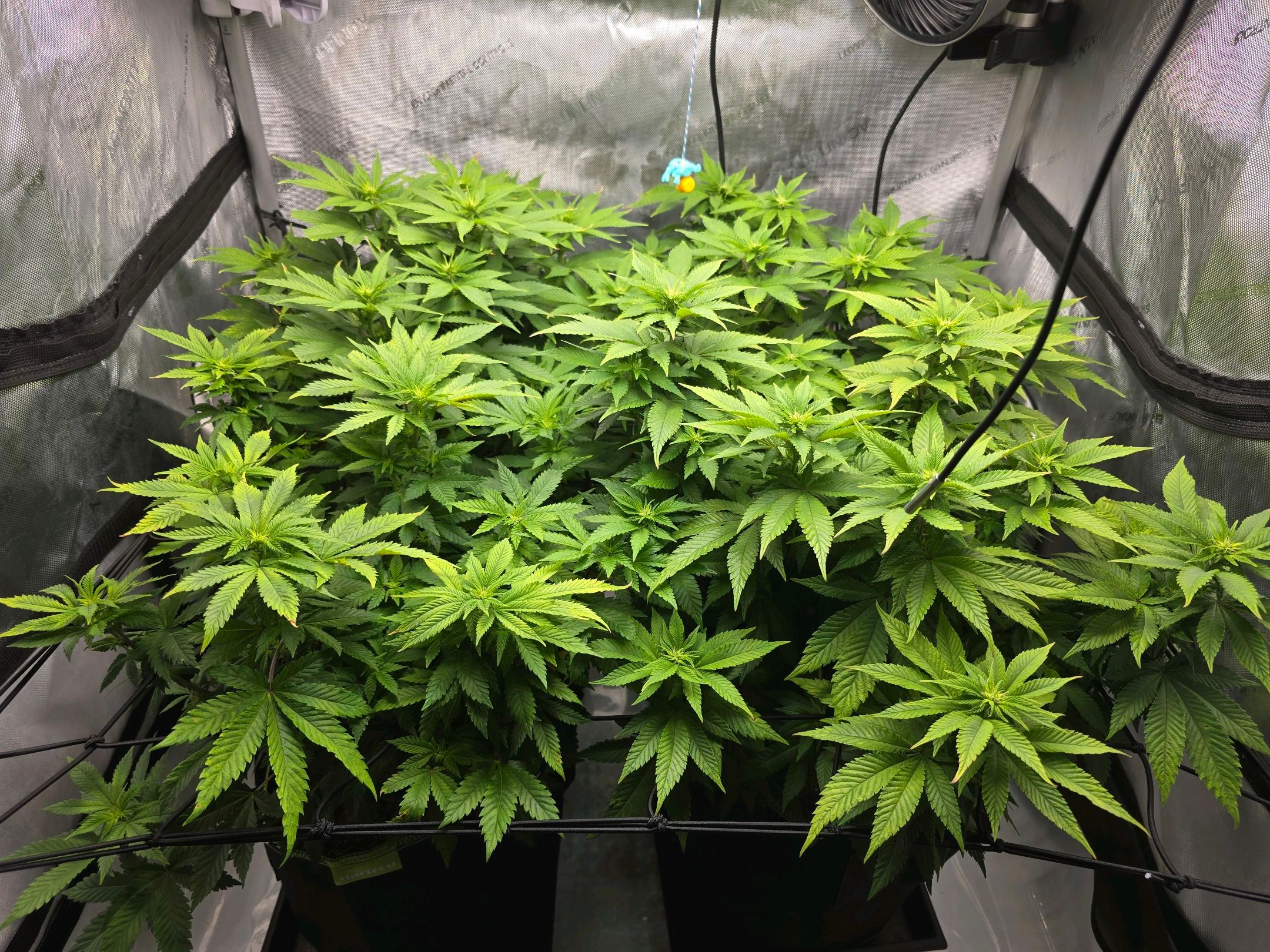 White Widow growlog photo 174