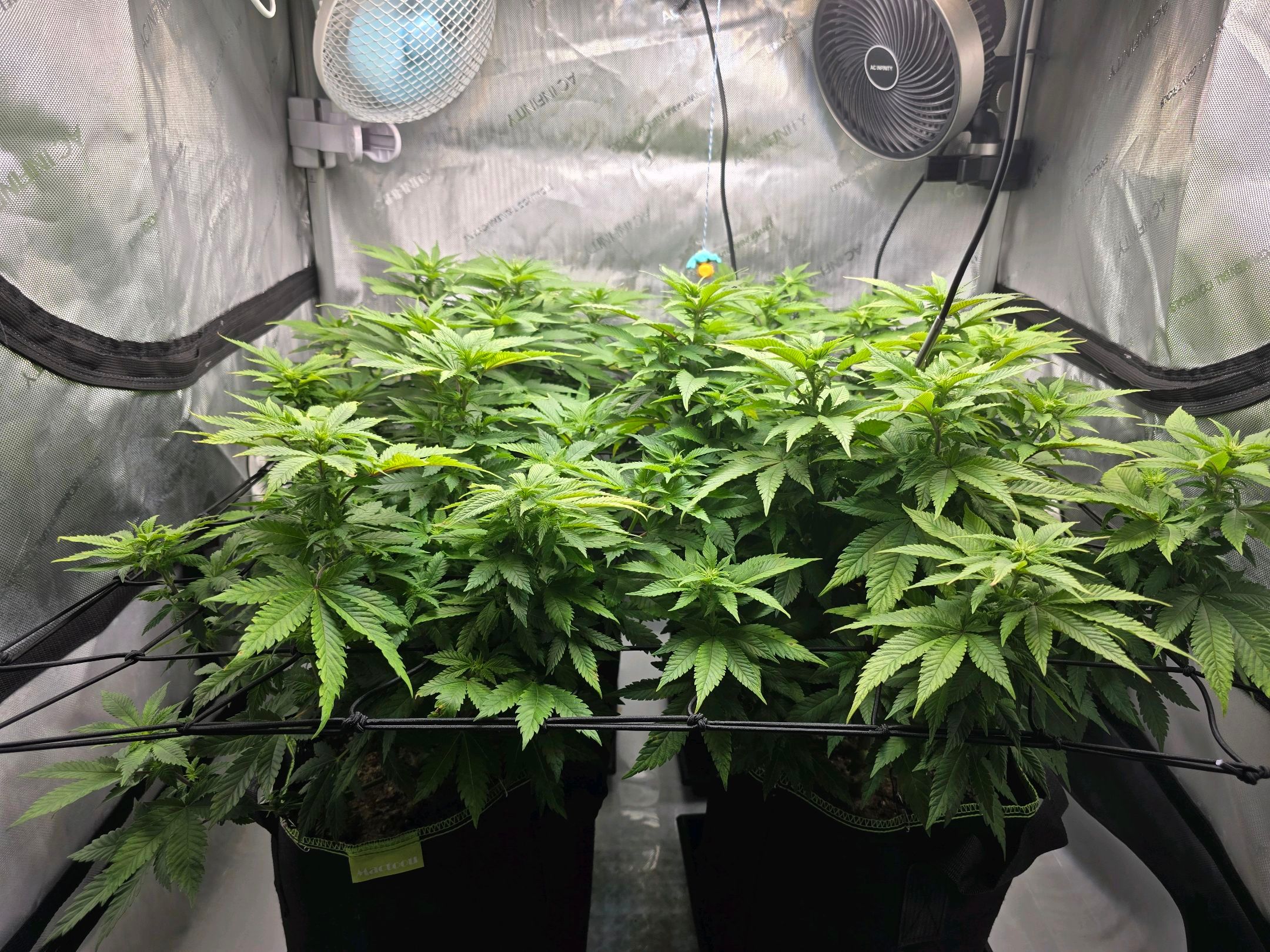 White Widow growlog photo 175