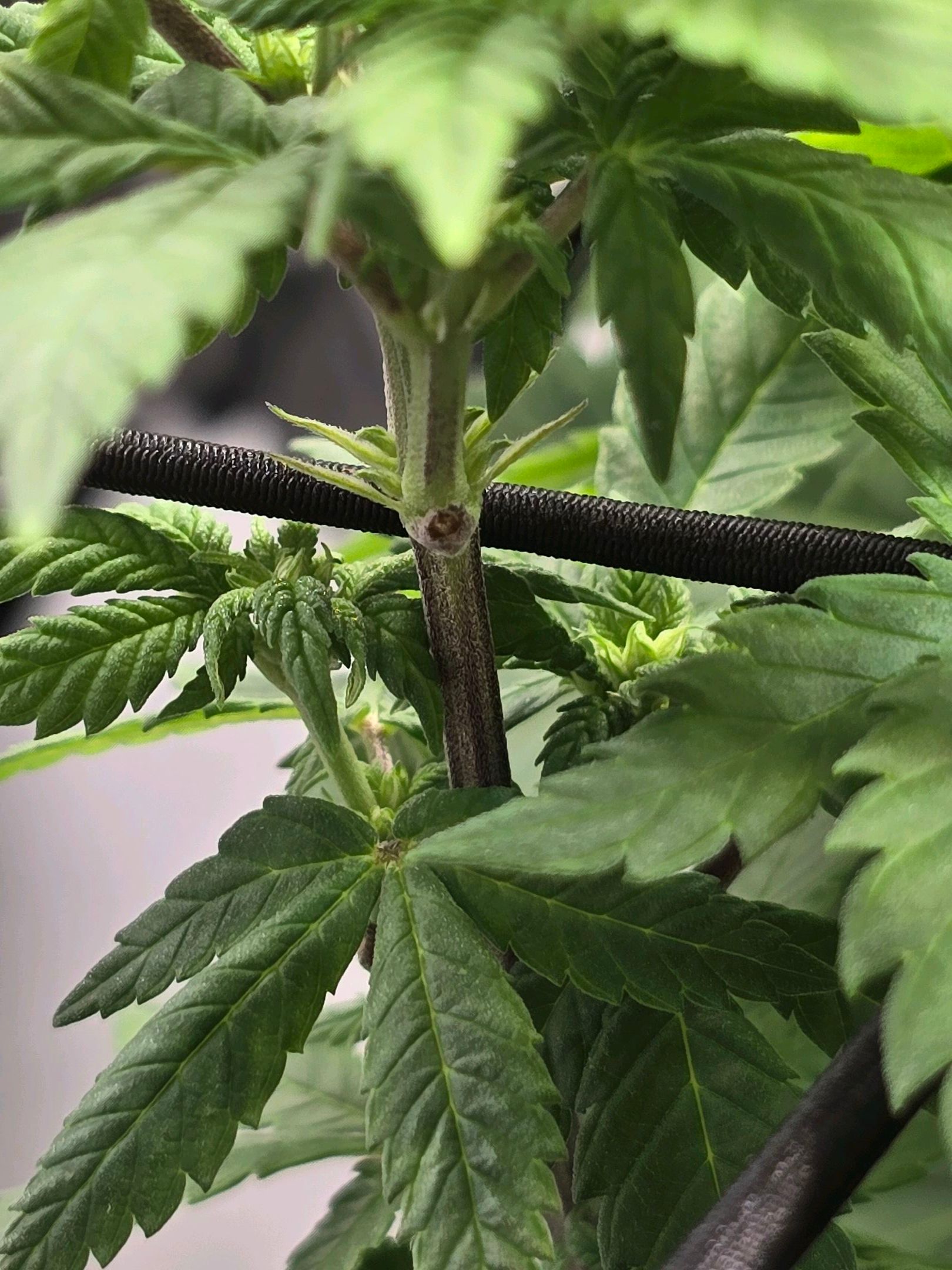 White Widow growlog photo 177