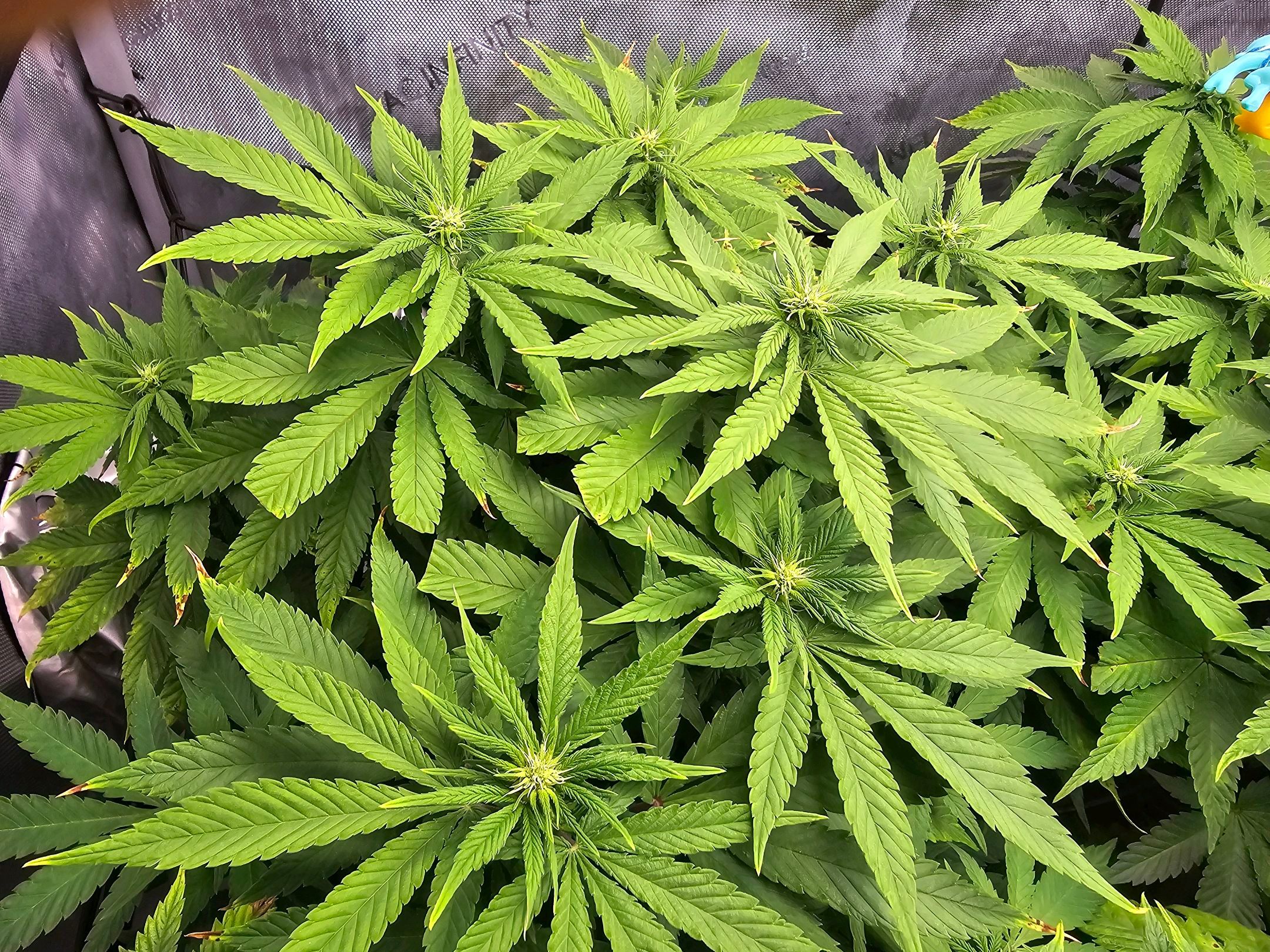 White Widow growlog photo 178