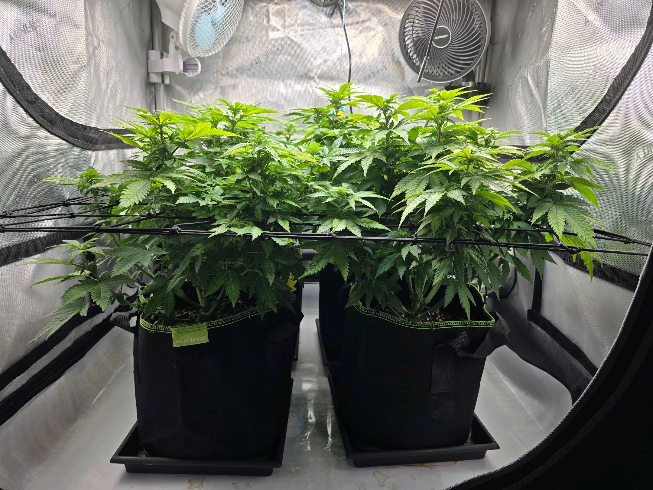 White Widow growlog photo 179