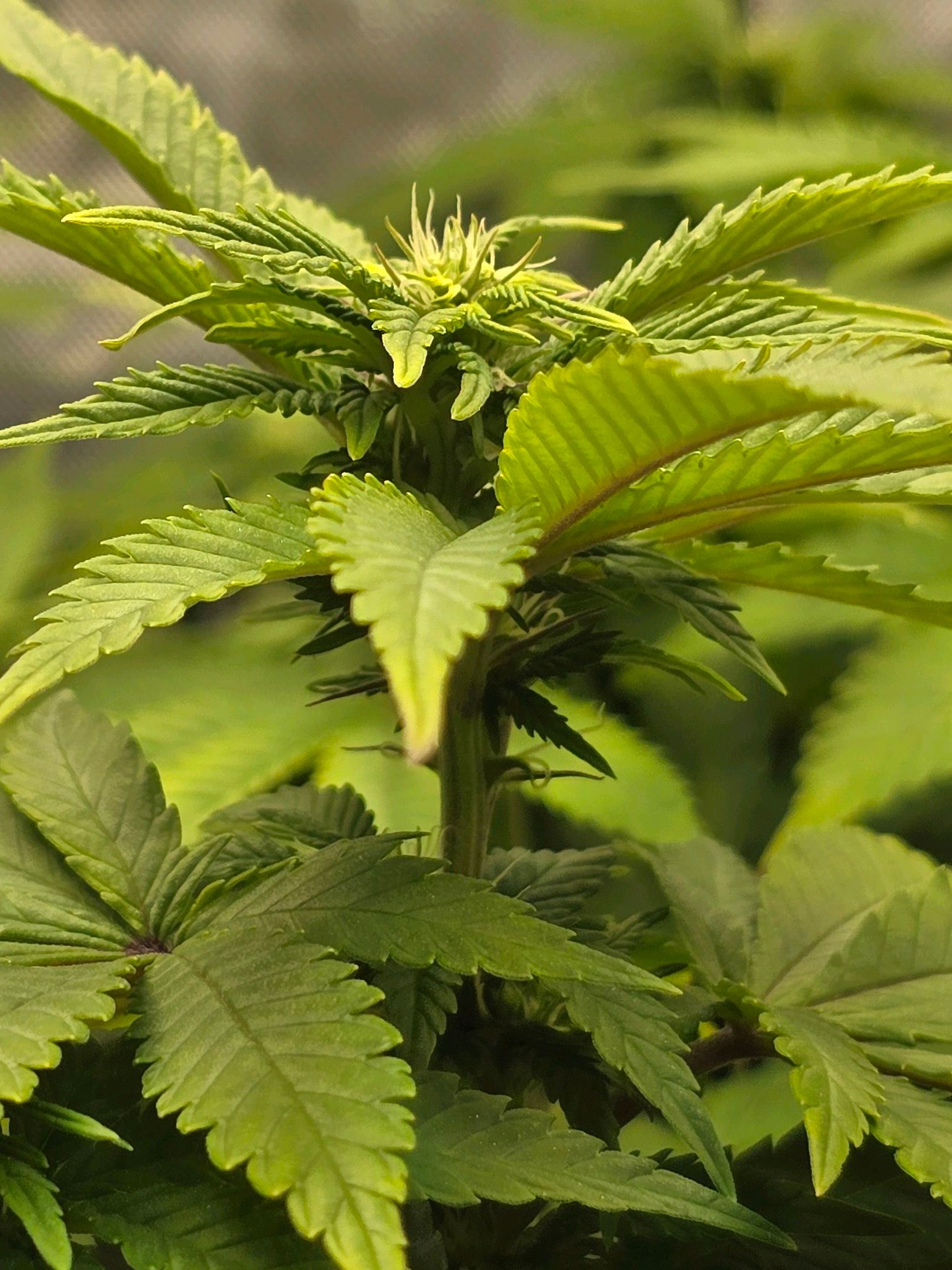 White Widow growlog photo 176