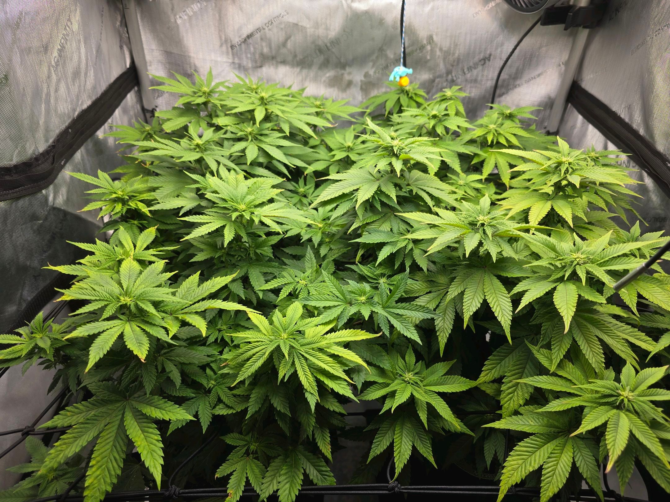 White Widow growlog photo 180