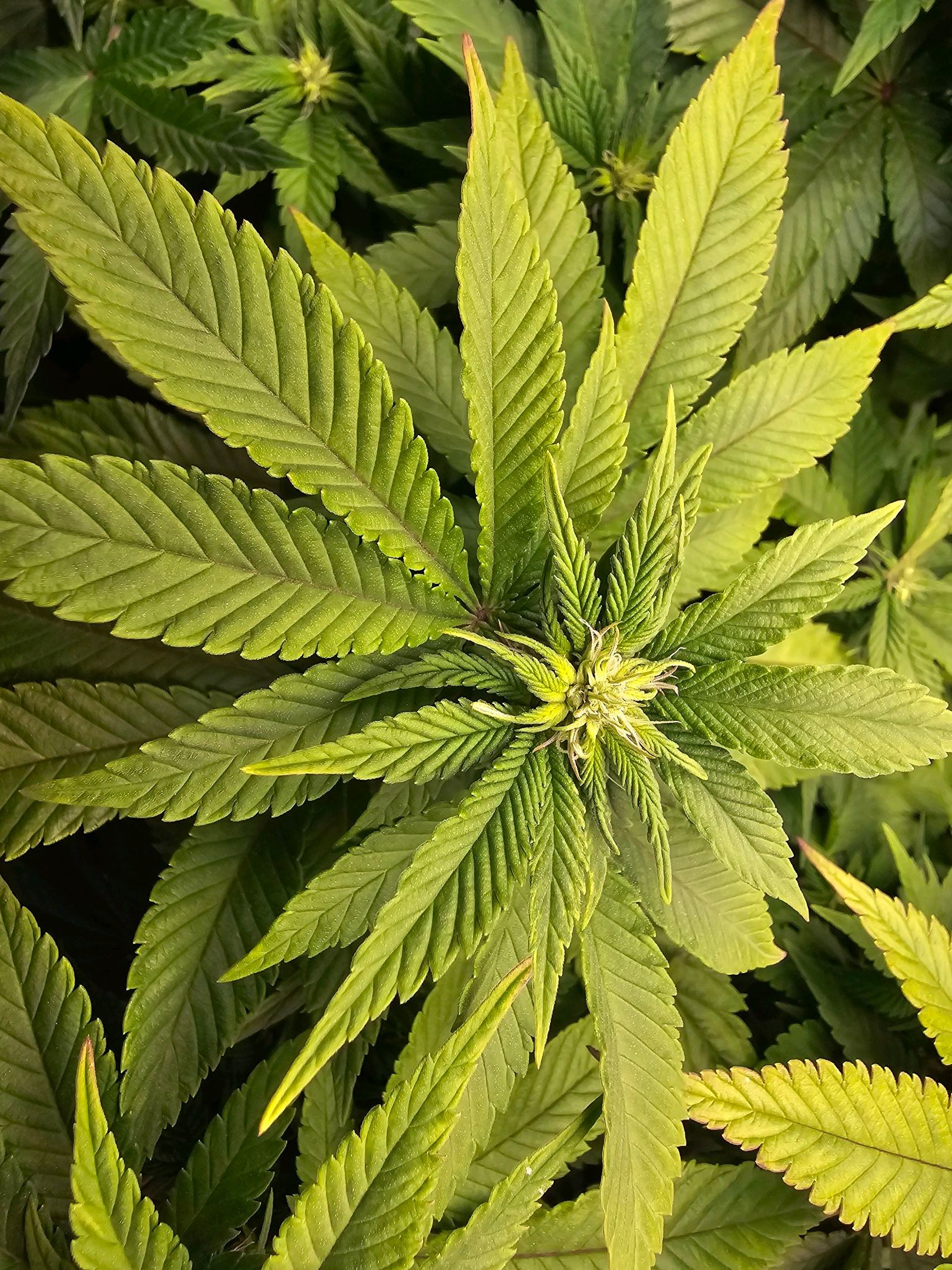 White Widow growlog photo 181