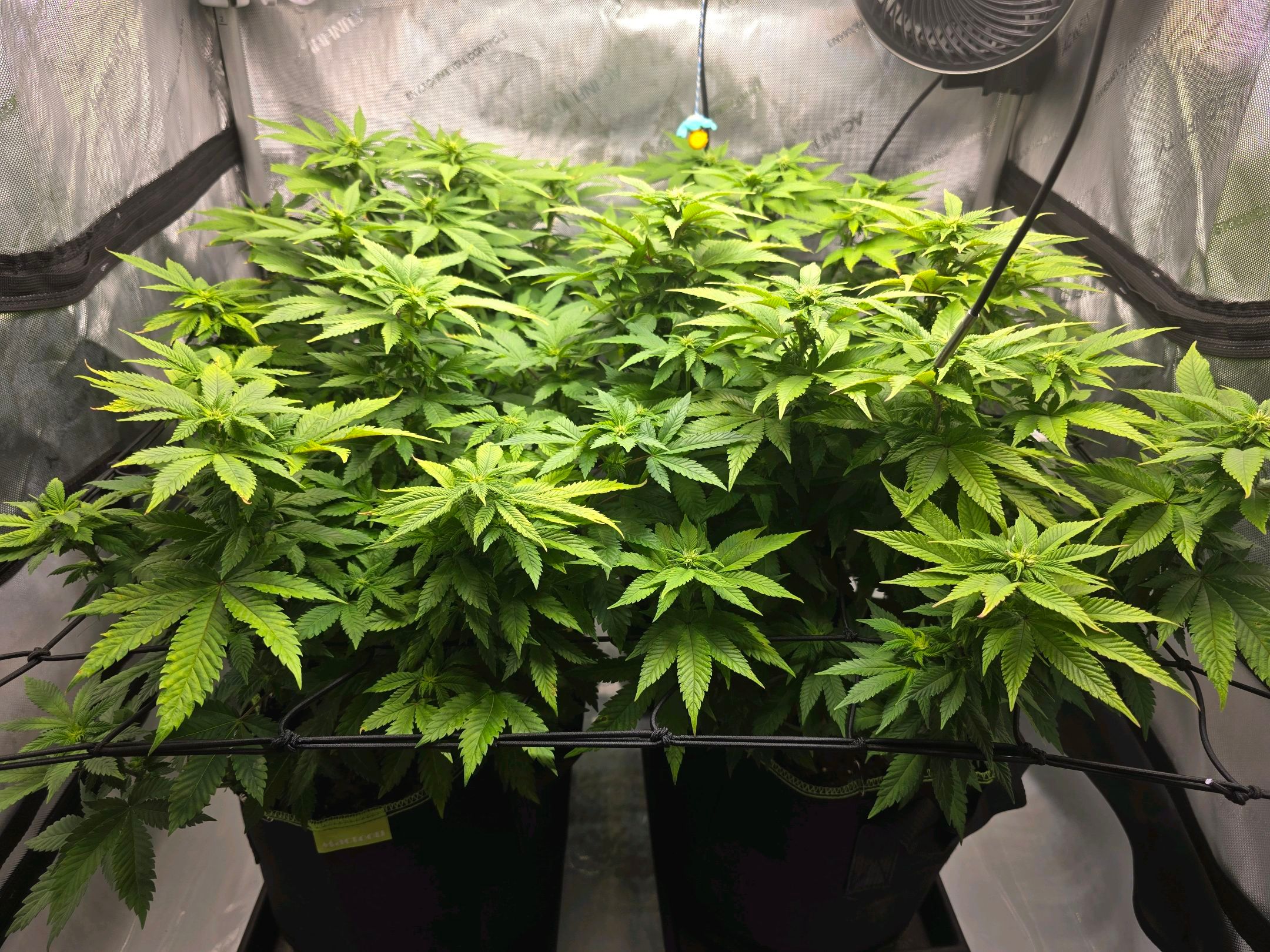 White Widow growlog photo 183