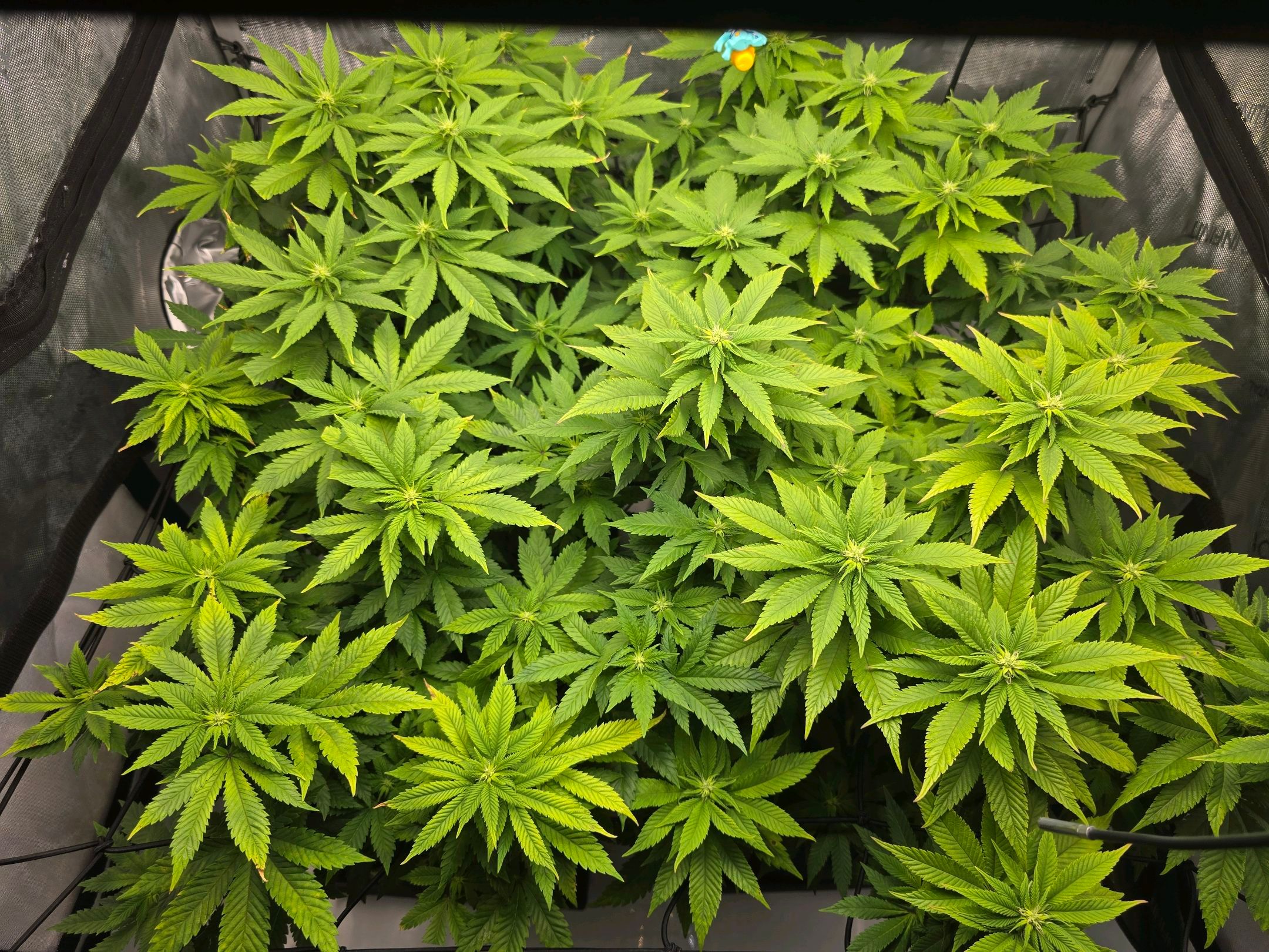 White Widow growlog photo 186