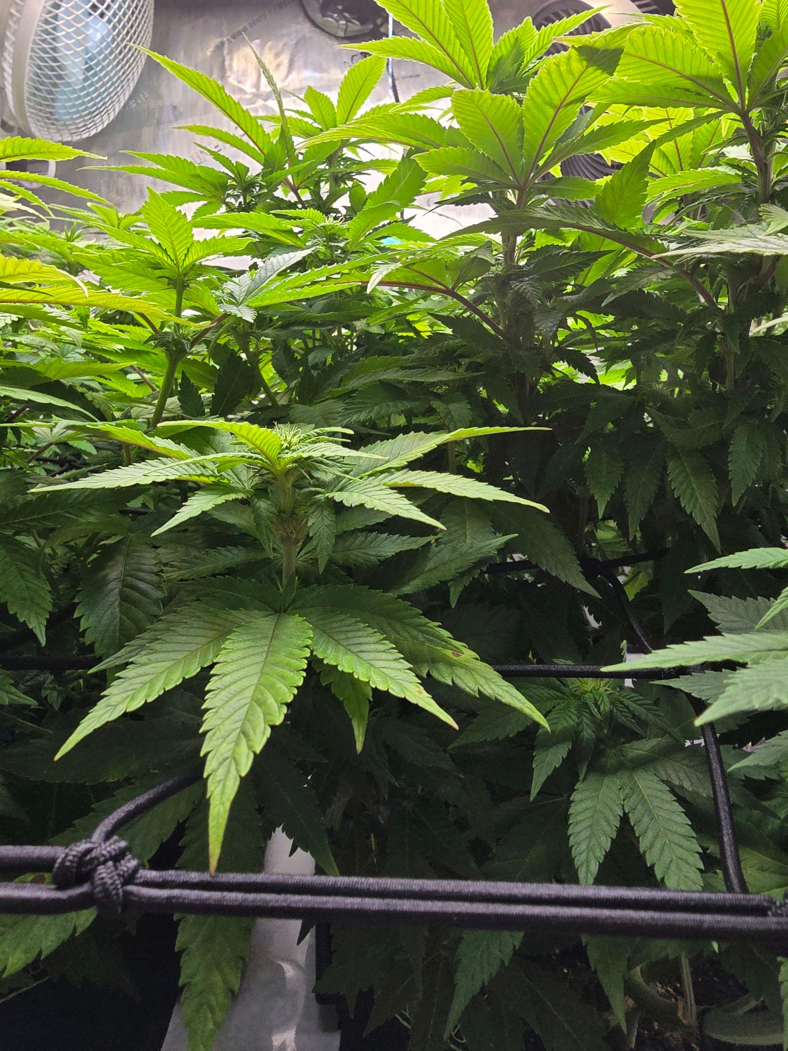 White Widow growlog photo 187