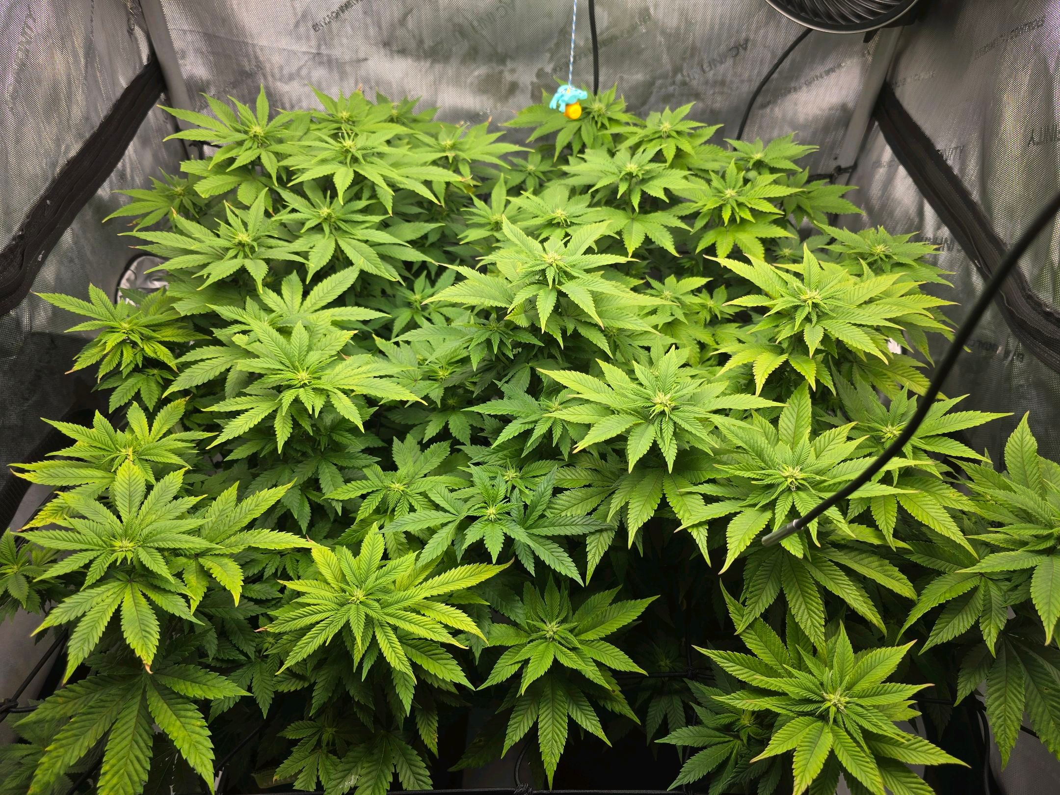 White Widow growlog photo 189