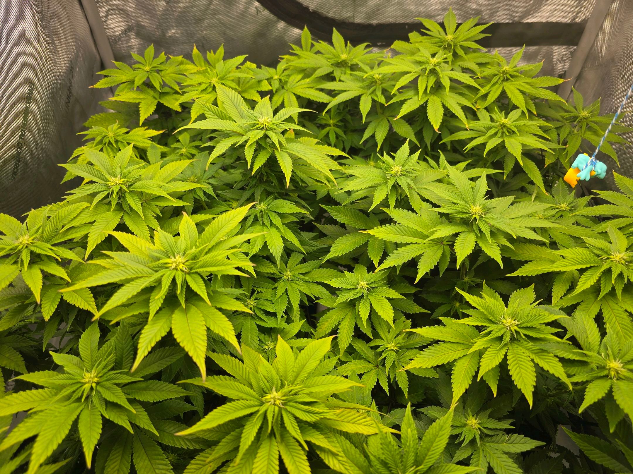 White Widow growlog photo 182