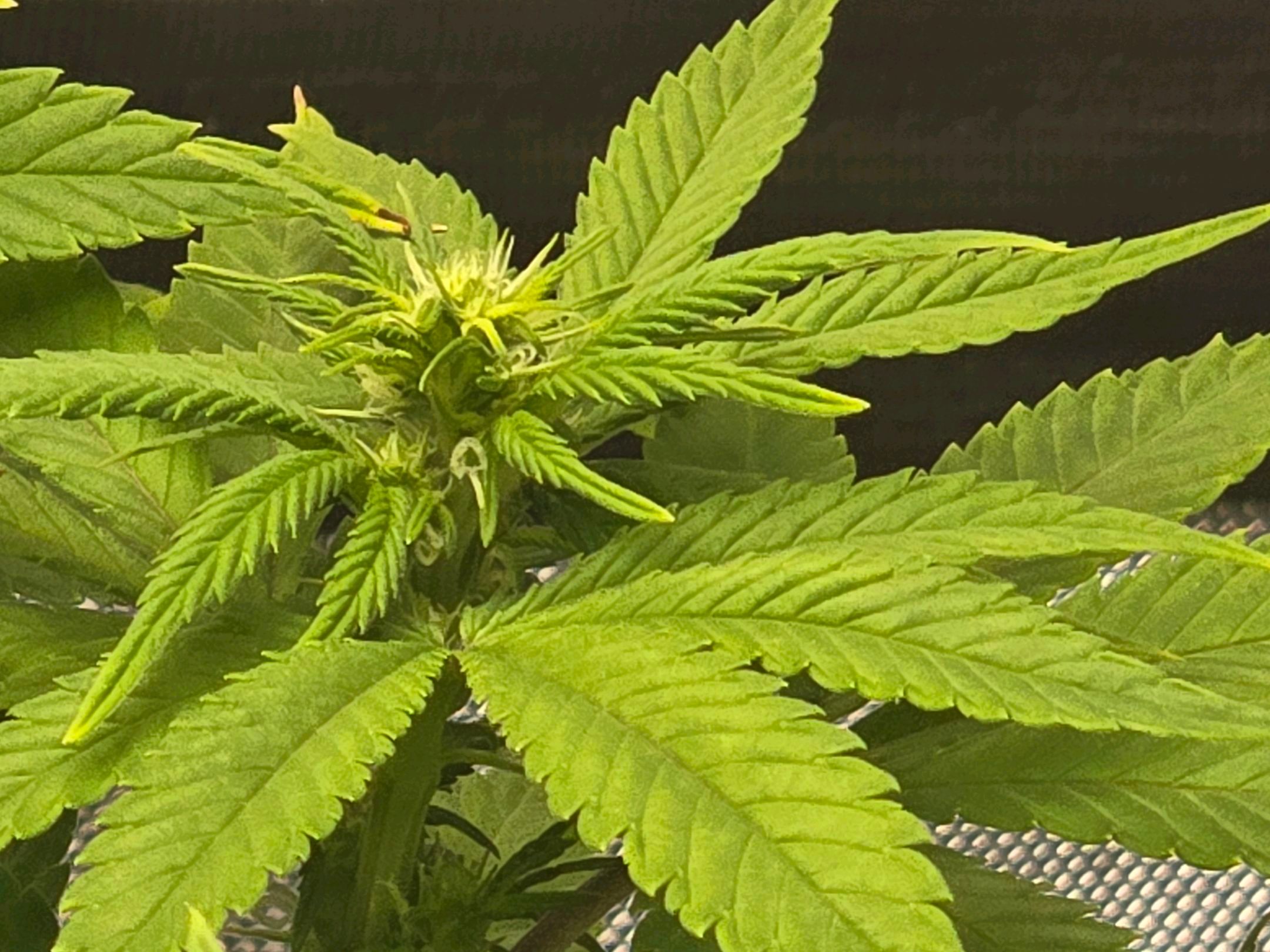 White Widow growlog photo 185