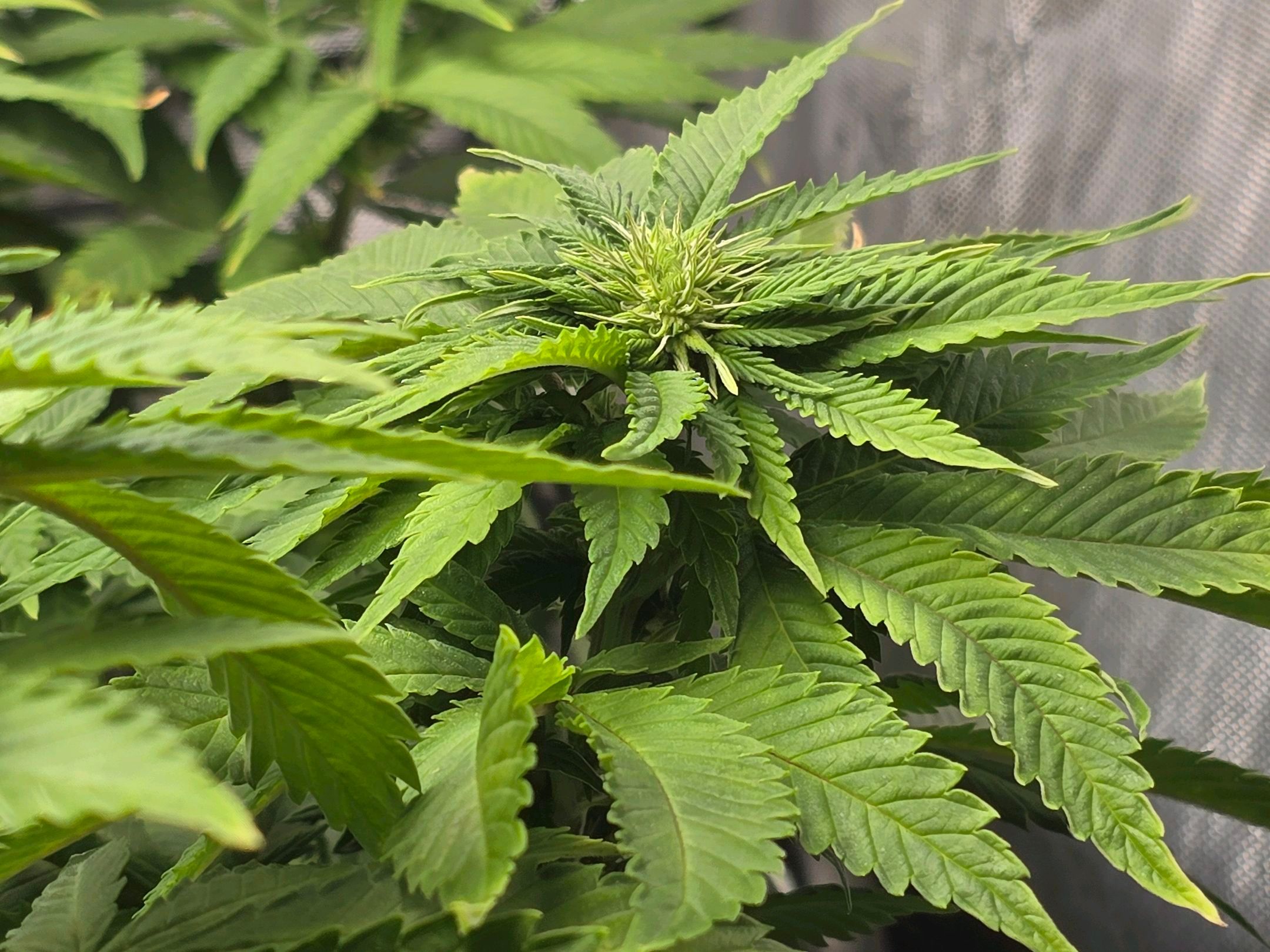 White Widow growlog photo 188