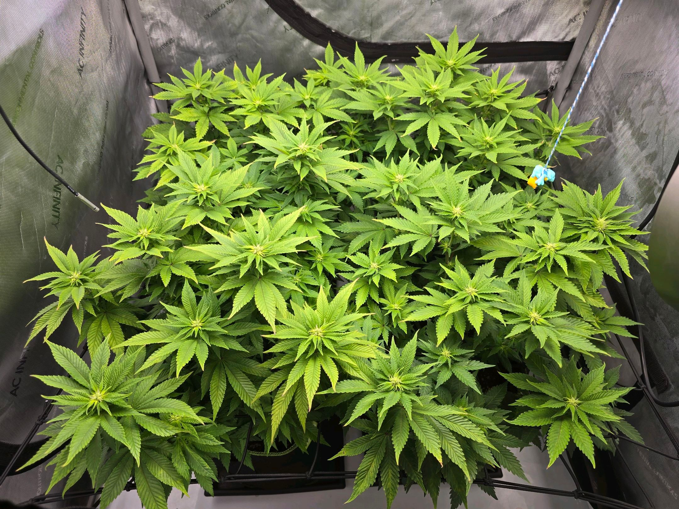 White Widow growlog photo 190