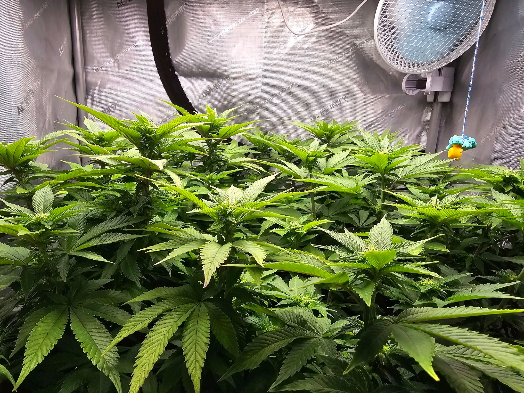 White Widow growlog photo 184